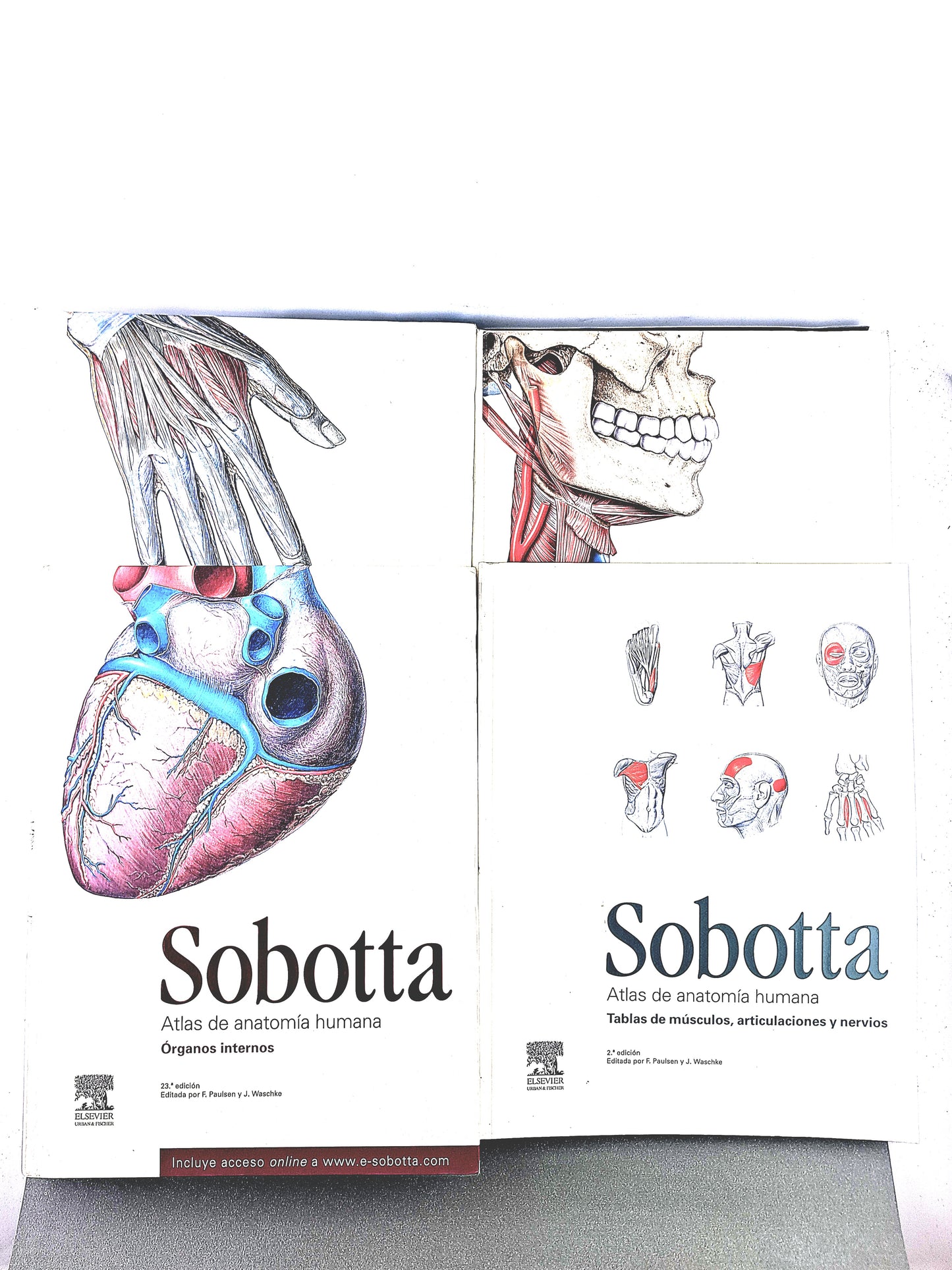 Sobotta Colección Atlas de anatomía humana 23a edición 3 volumen Cabeza, cuello y neuroanatomía. Órganos internos, Anatomía general y aparato locomotor + cartlilla tablas de de músculos, articulacio