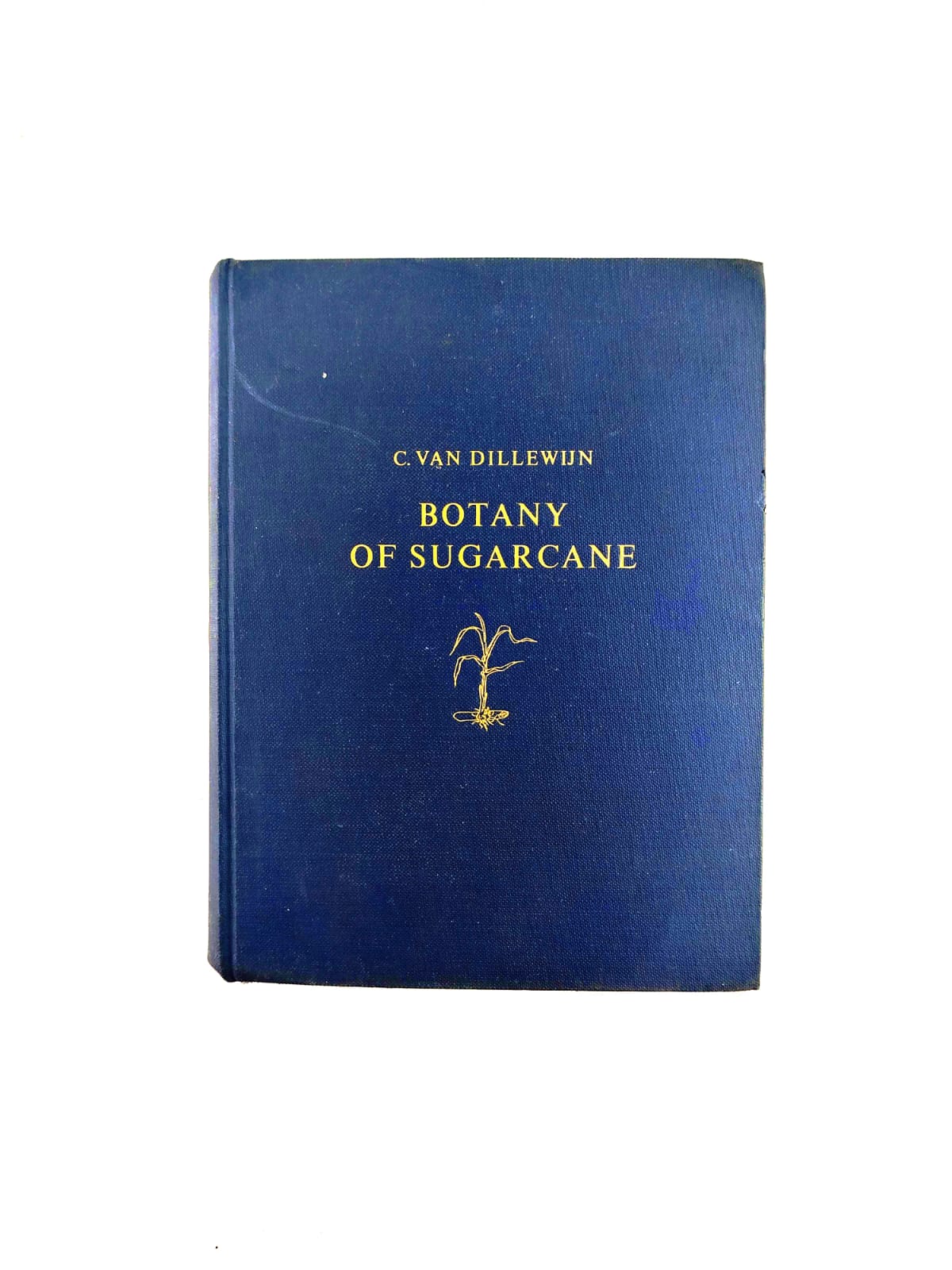 Botany of sugarcane