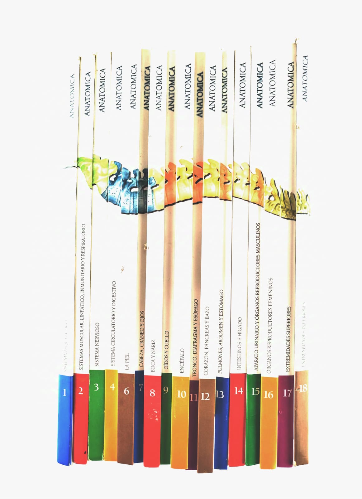 Anatomica, enciclopedia visual del cuerpo humano 17 tomos
