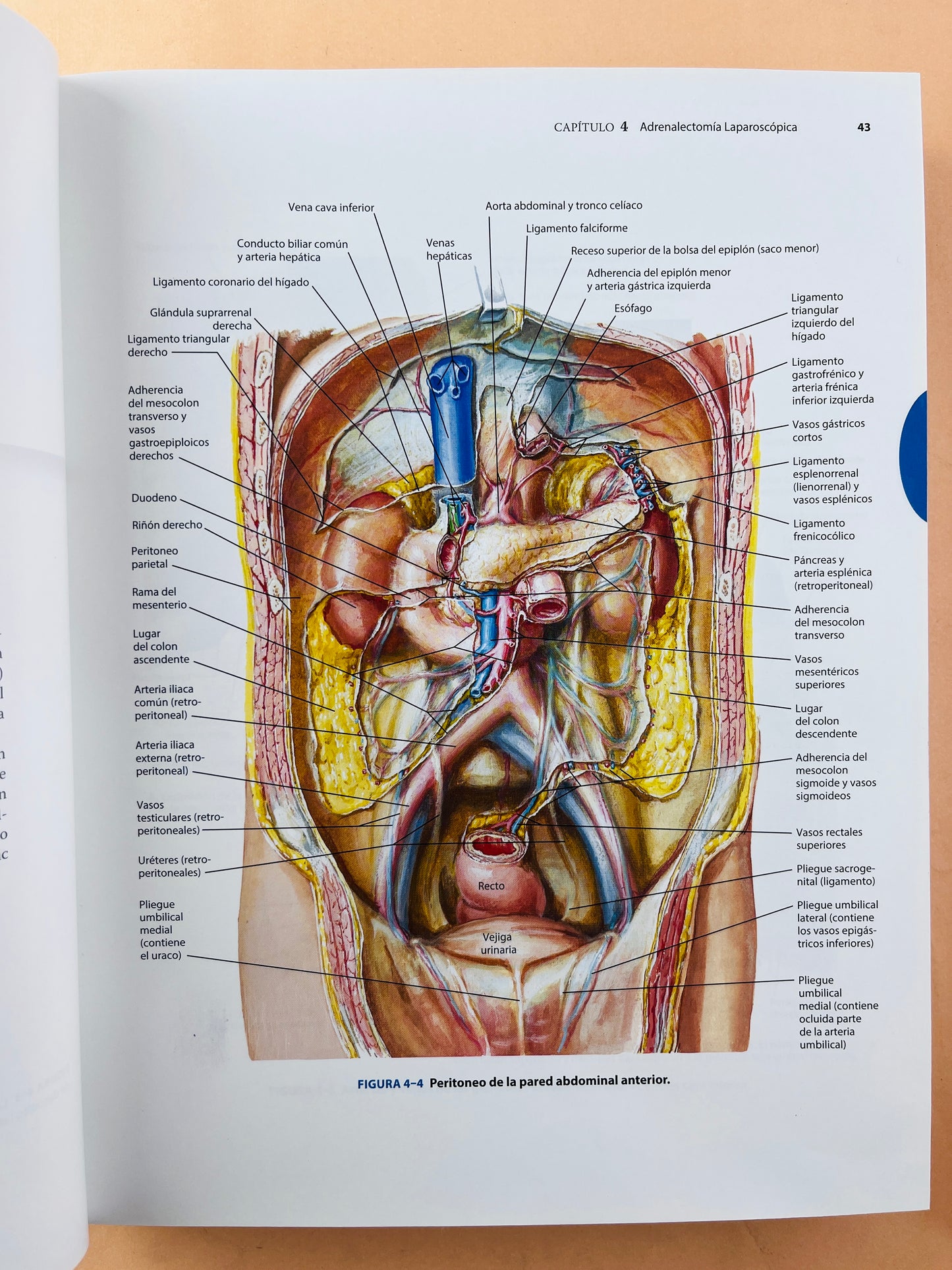 Anatomía y Abordajes Quirúrgicos de Netter