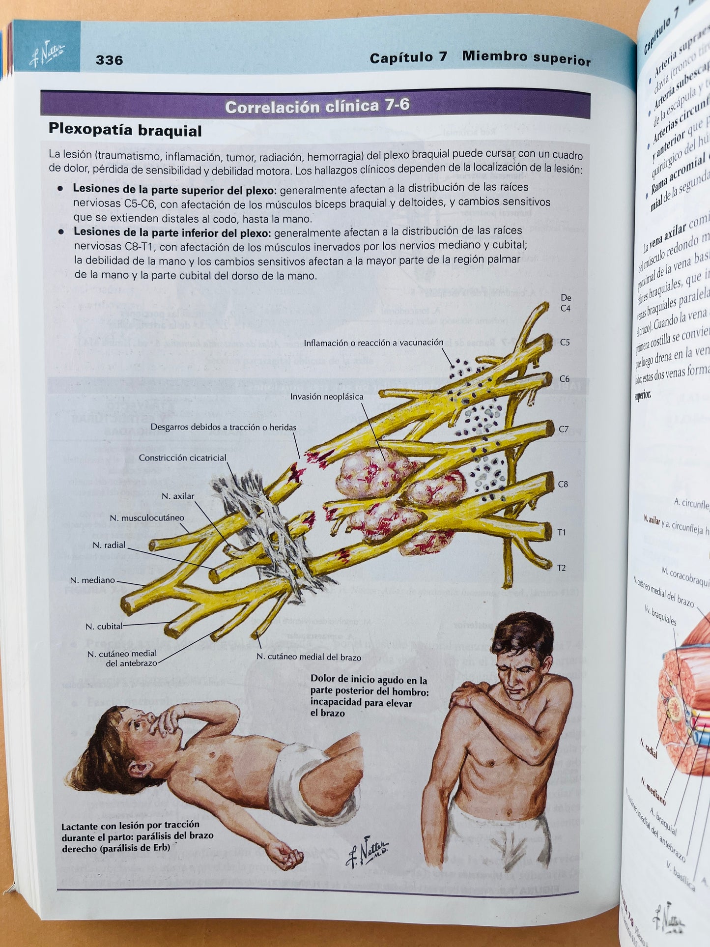 Netter Anatomía clínica tercera edición