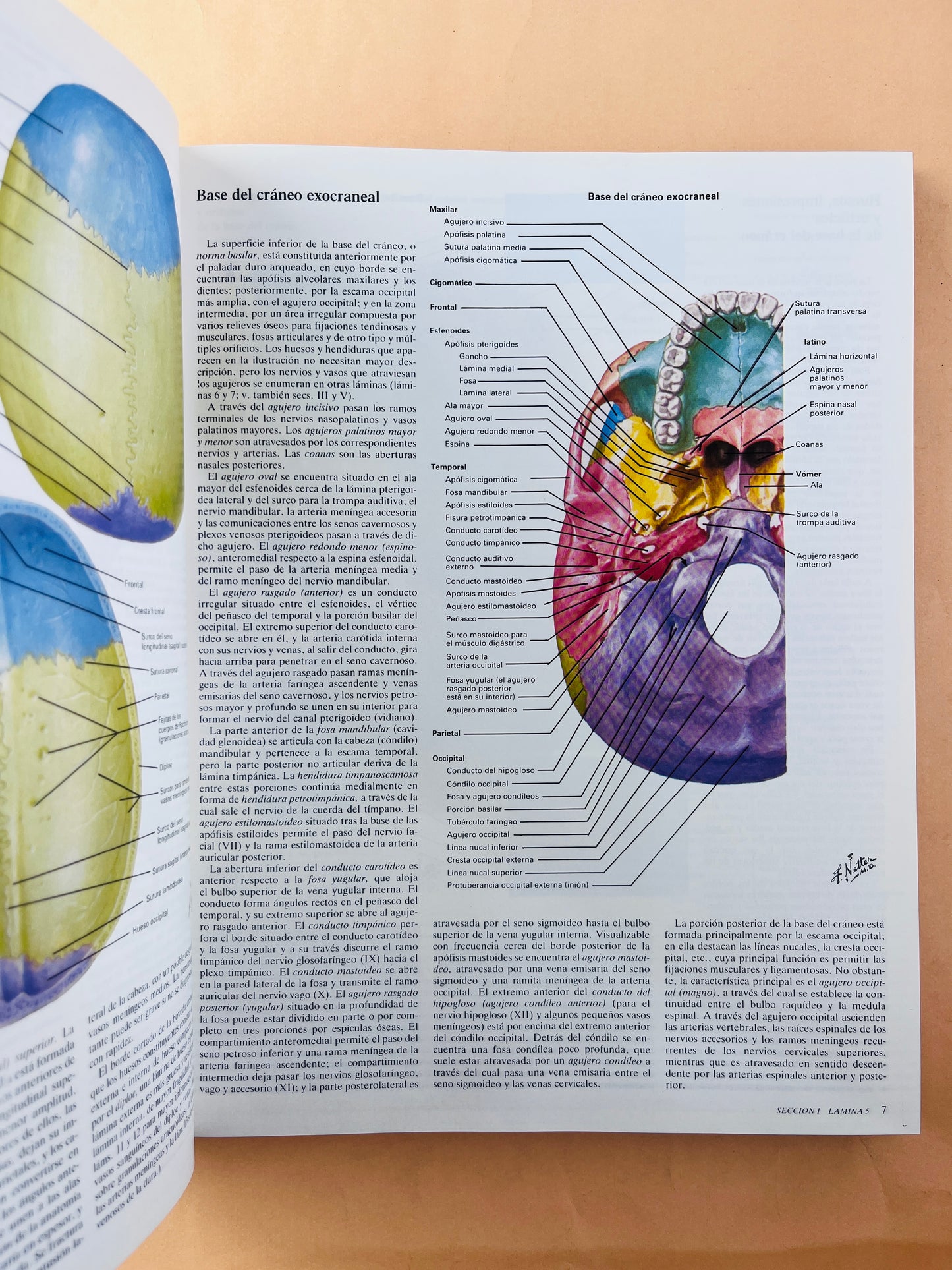 Colección Netter de ilustraciones médicas sistema nervioso anatomía y fisiología tomo 1.1