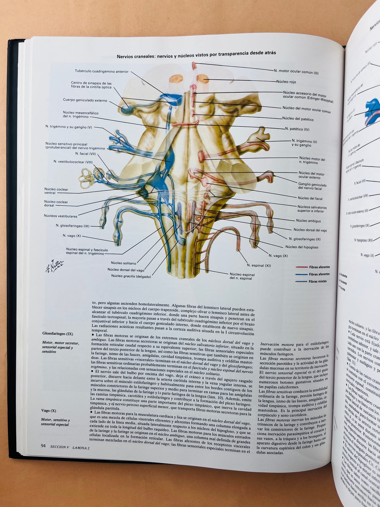 Colección Netter de ilustraciones médicas sistema nervioso anatomía y fisiología tomo 1.1