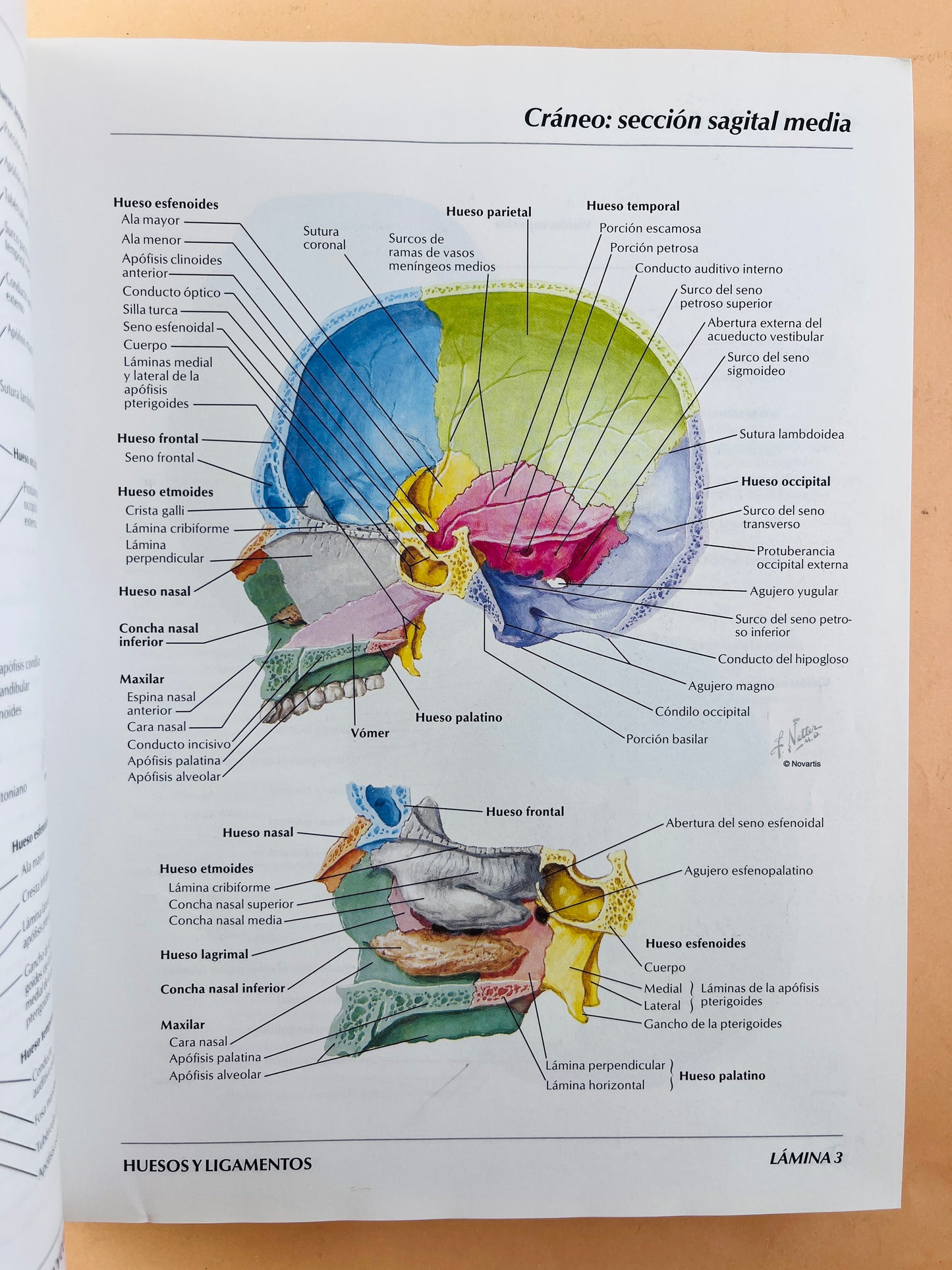 Atlas de anatomía humana segunda edición