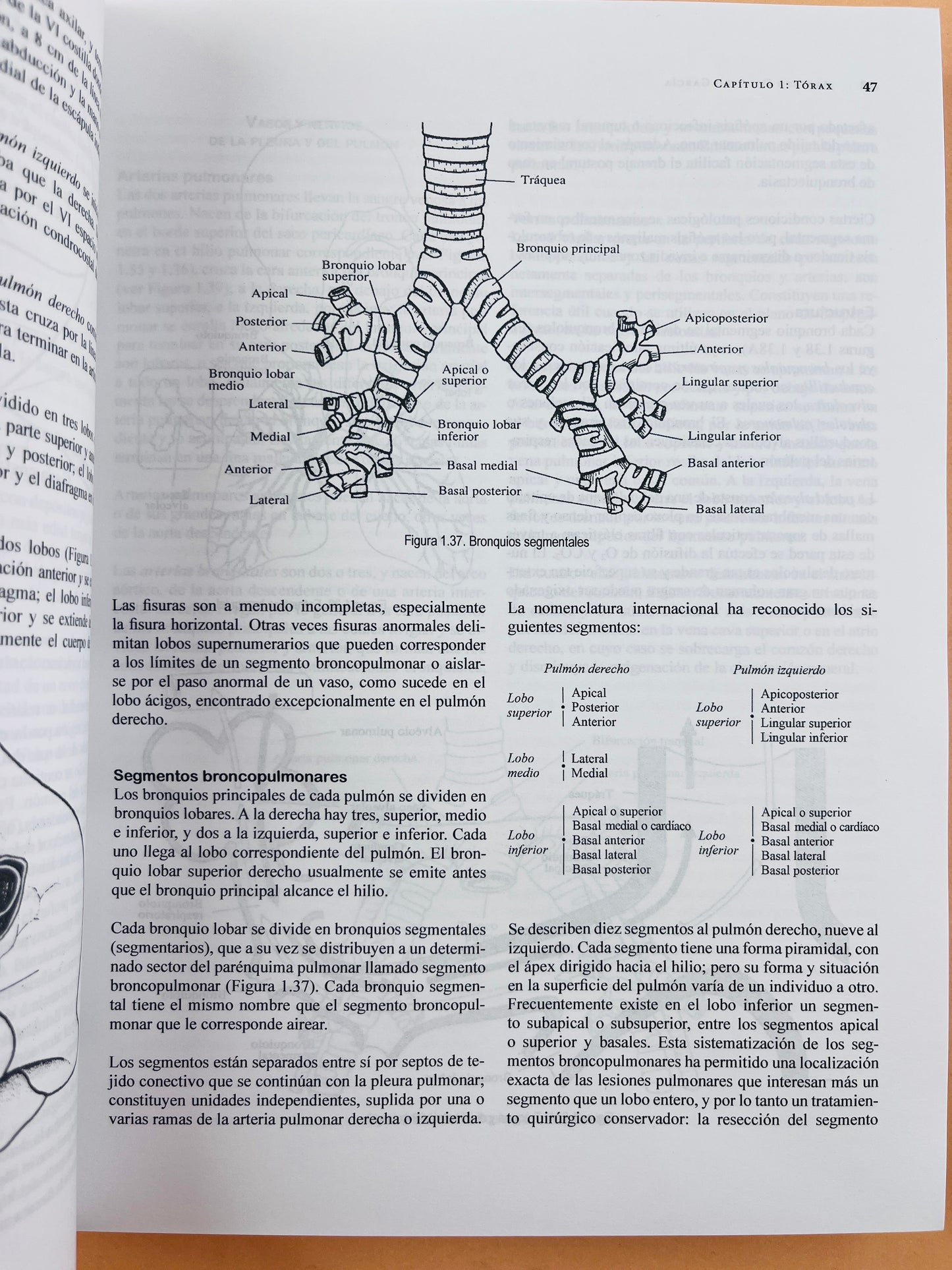 Anatomía humana funcional y clínica segunda edición