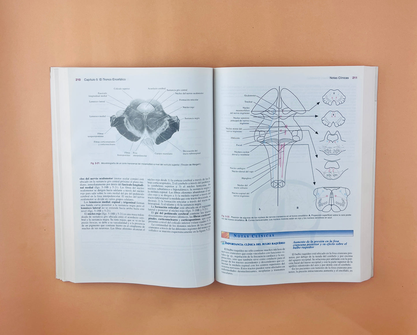 Neuroanatomía clínica 5ta