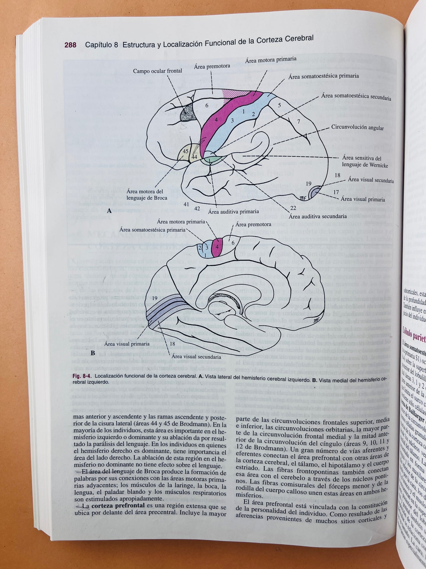 Neuroanatomía clínica 5ta