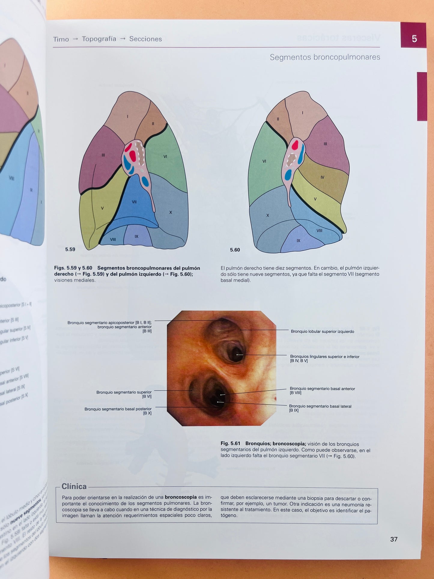 Sobotta Colección Atlas de anatomía humana 23a edición 3 volumen Cabeza, cuello y neuroanatomía. Órganos internos, Anatomía general y aparato locomotor + cartlilla tablas de de músculos, articulacio