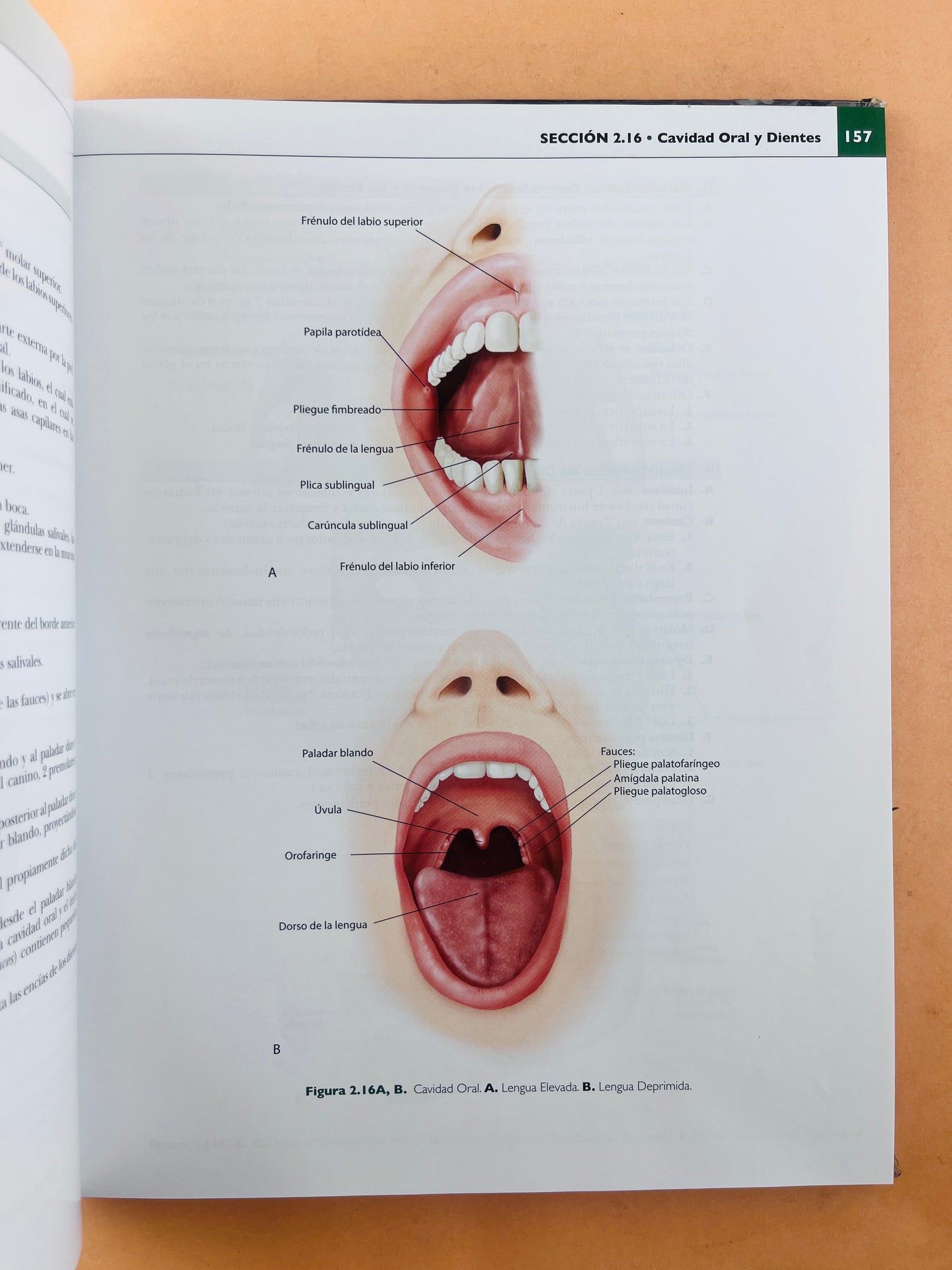 Anatomía concisa e ilustrada de Lippincott Cabeza y Cuello volumen 3