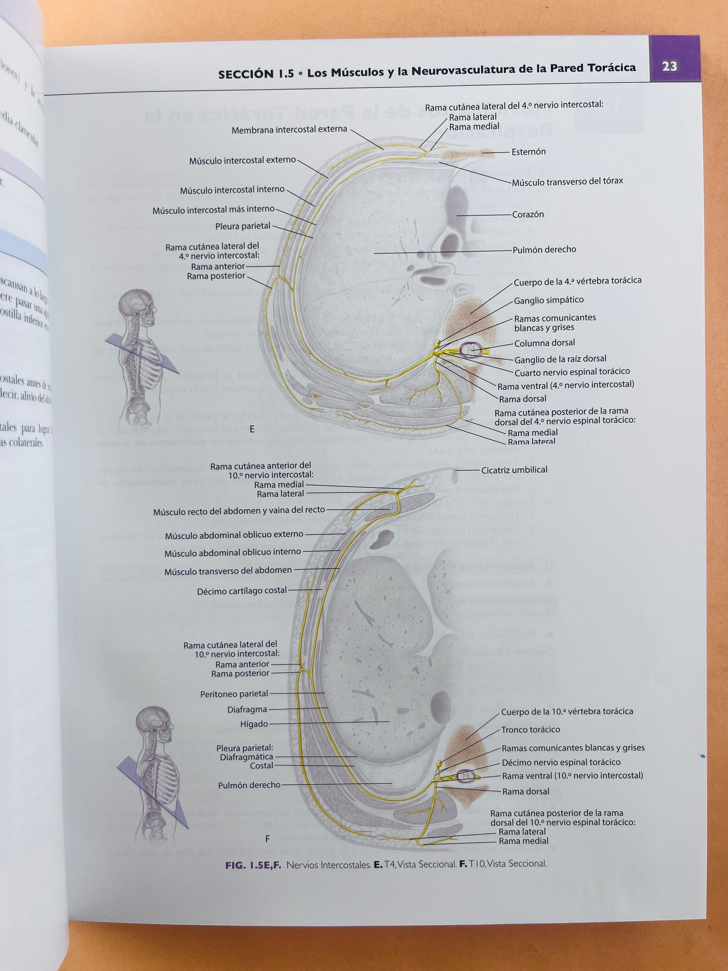 Anatomía concisa e ilustrada de Lippincott Tórax, Abdomen y Pelvis volúmen 2
