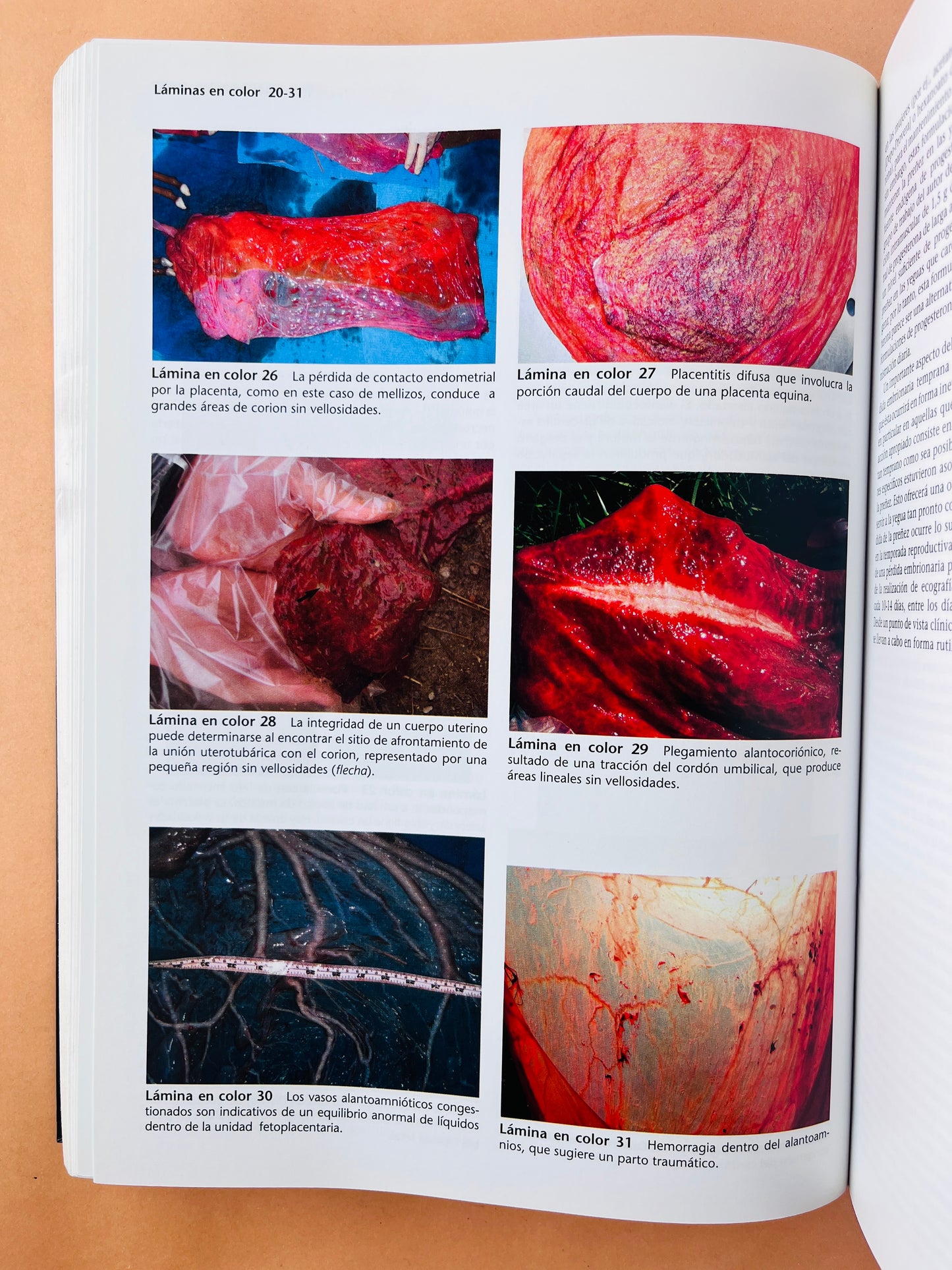 Terapéutica Actual en Medicina Equina 2 volúmenes sexta edición