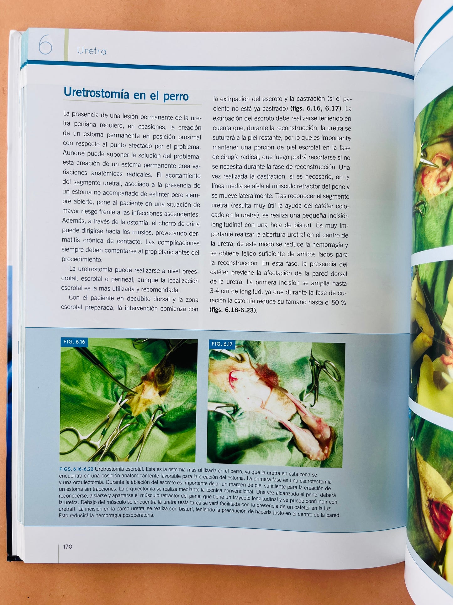 Cirugía Urología del perro y el gato