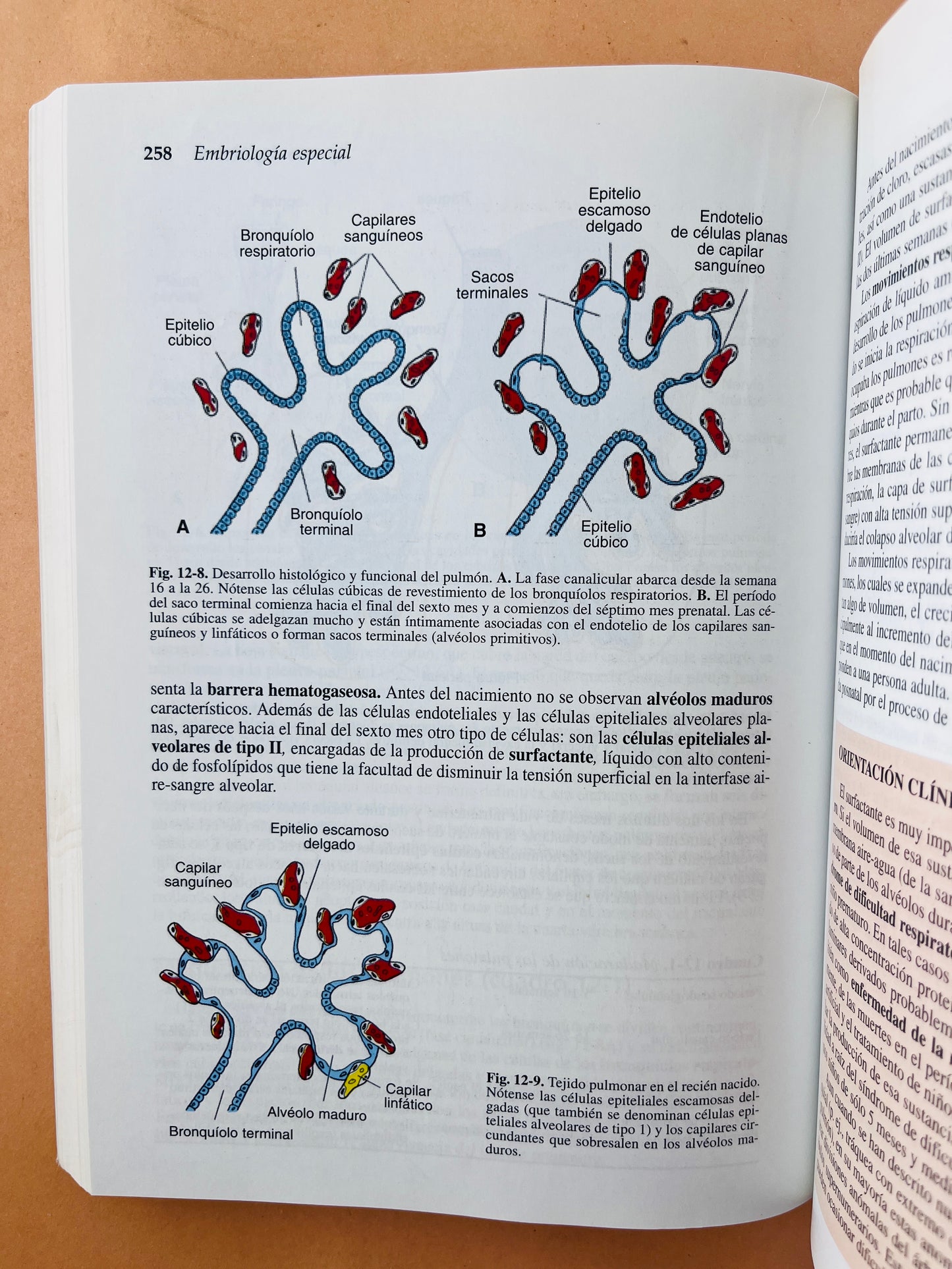 Langman embriología médica con orientación clínica octava edición
