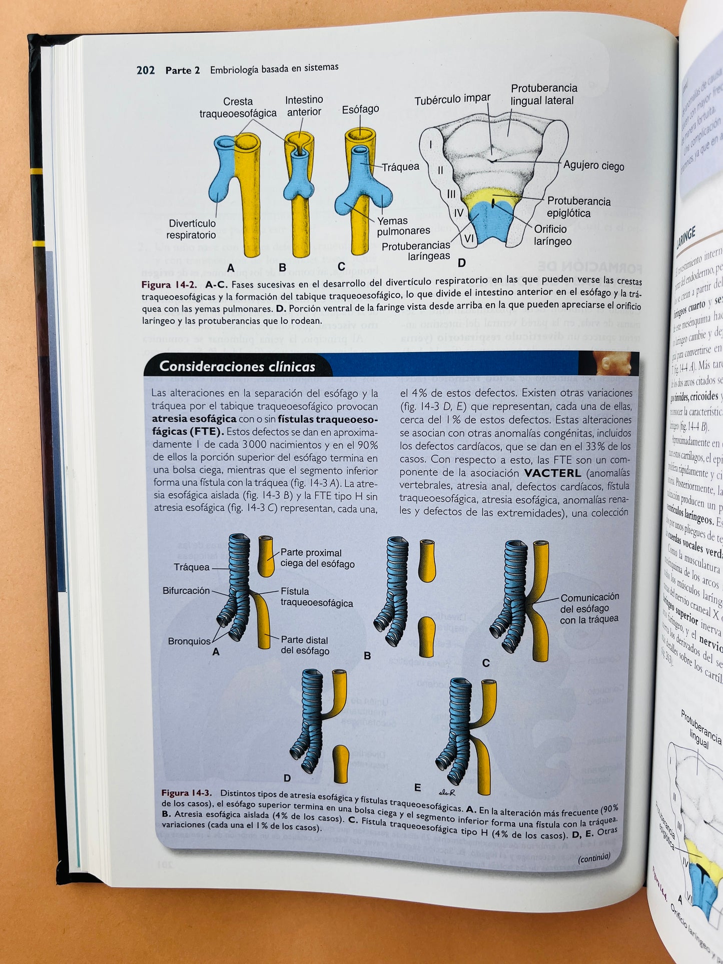 Langman Embriologia Médica 12a edición