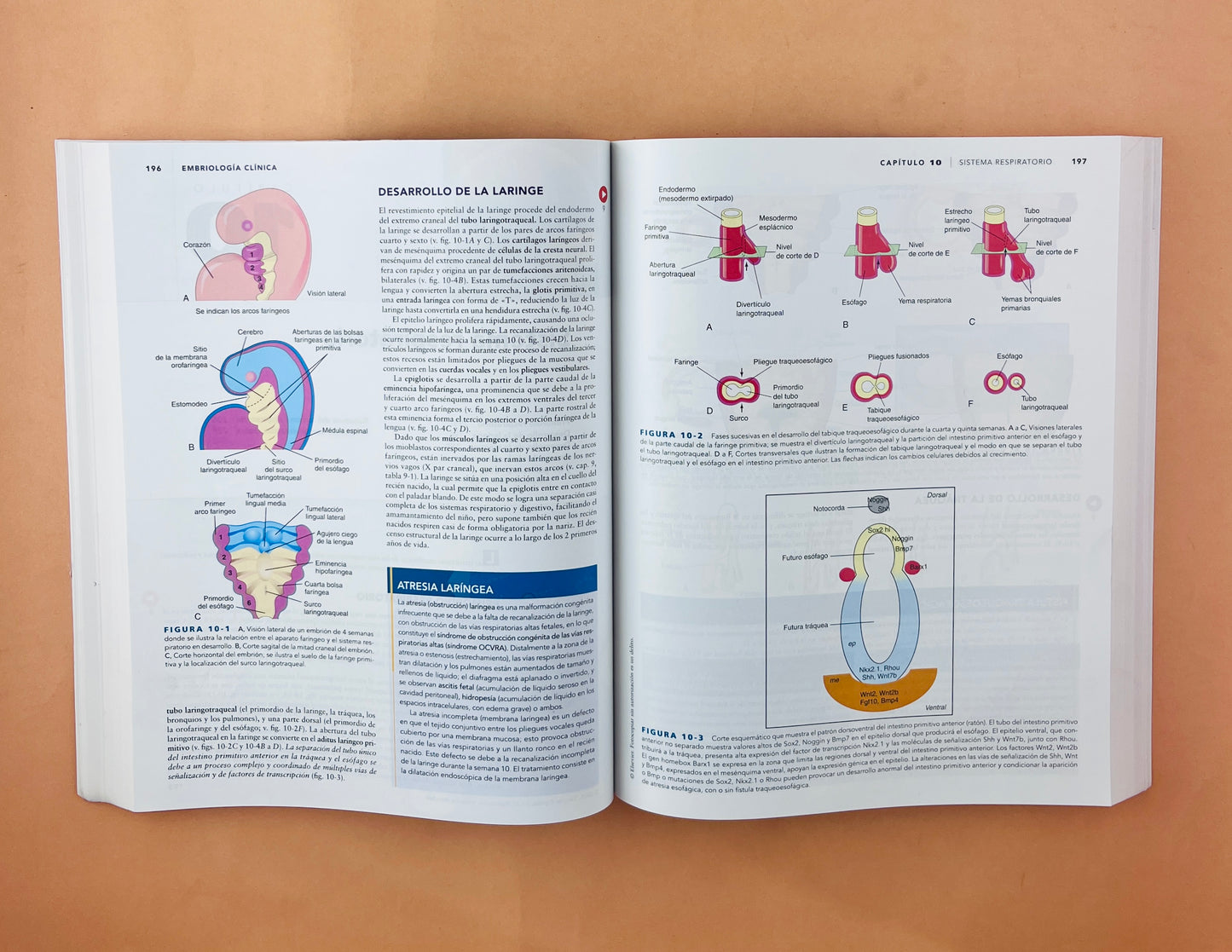 Embriología clinica décima edición