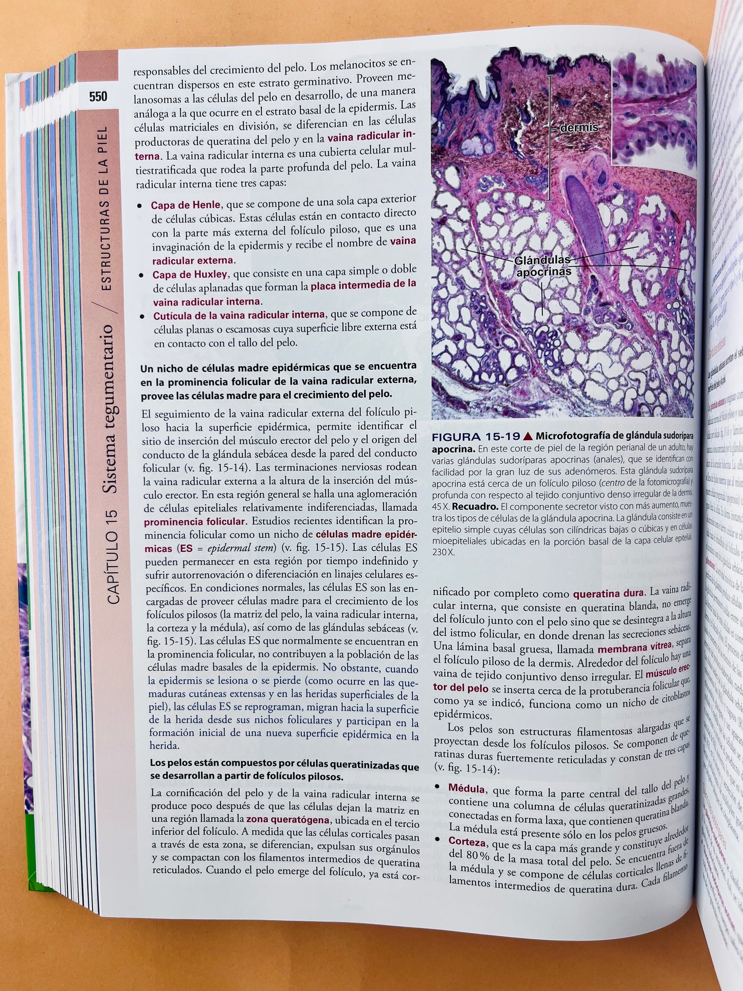 Histología texto y atlas corrleción con biología molecular y celular séptima edición