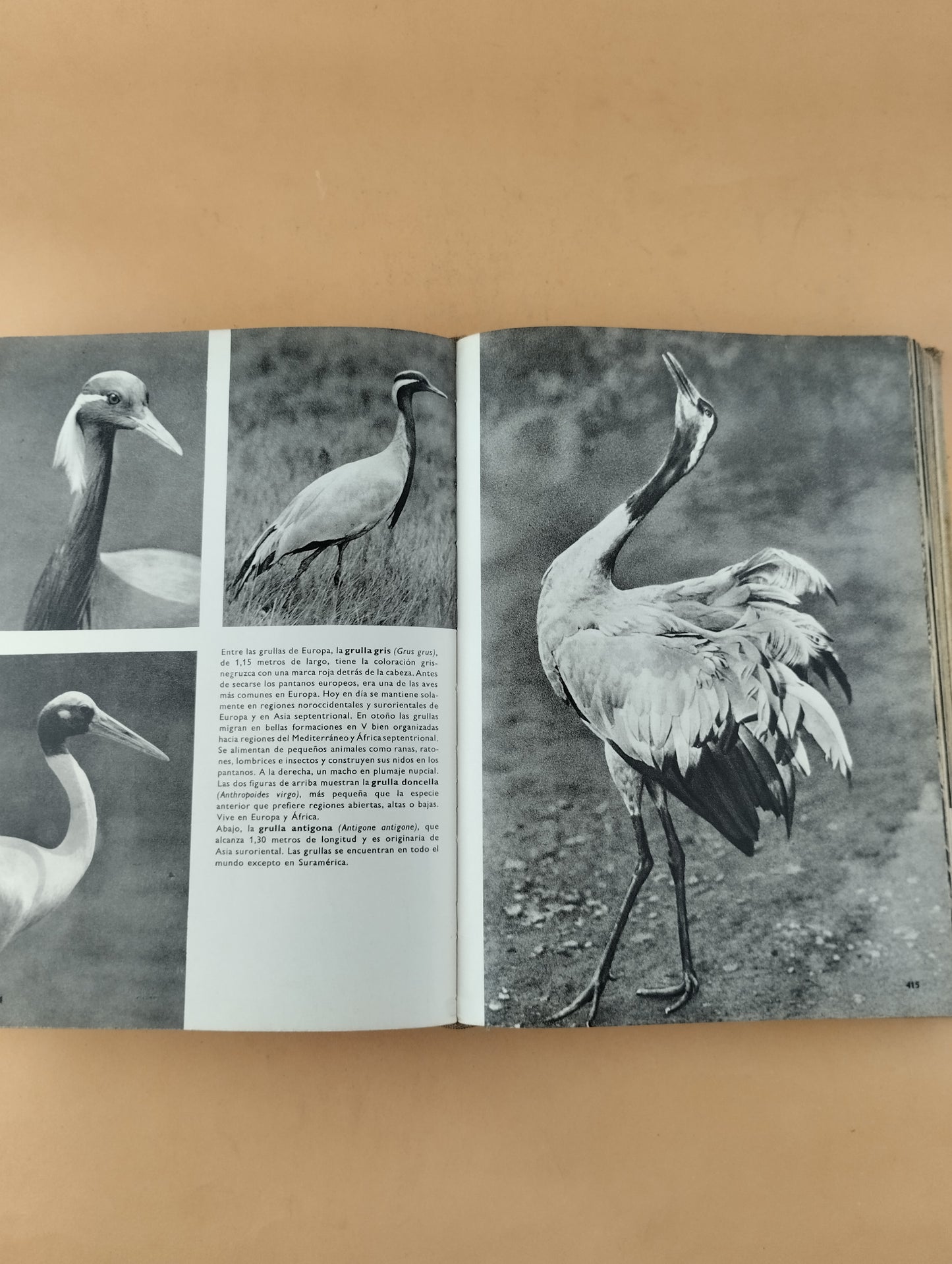 Gran enciclopedia ilustrada del reino animal