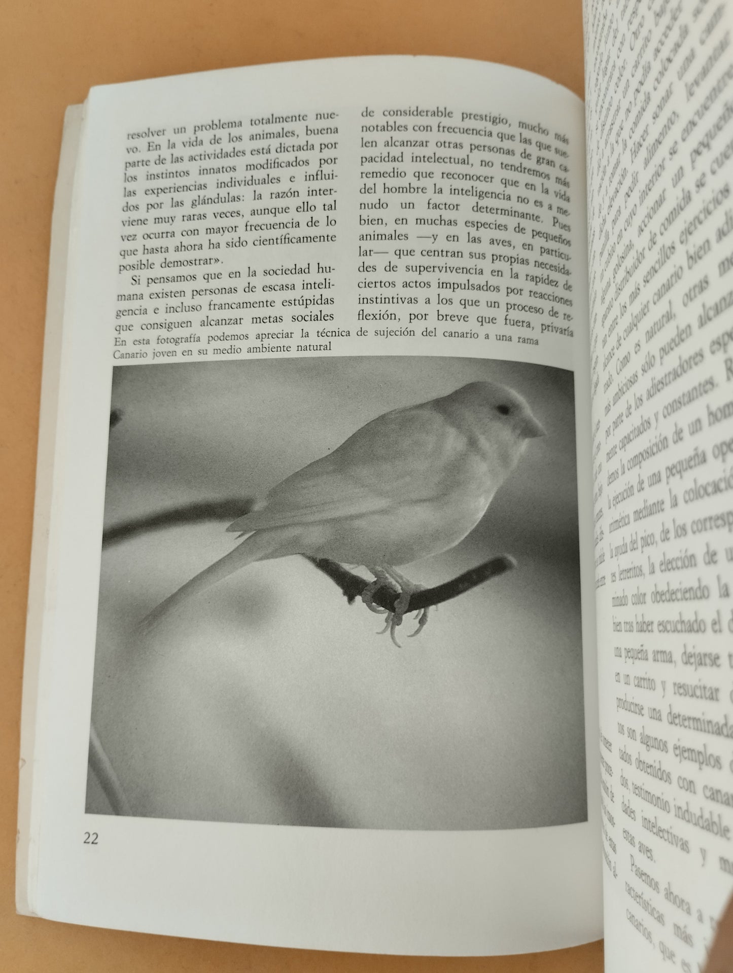 El gran libro de los canarios