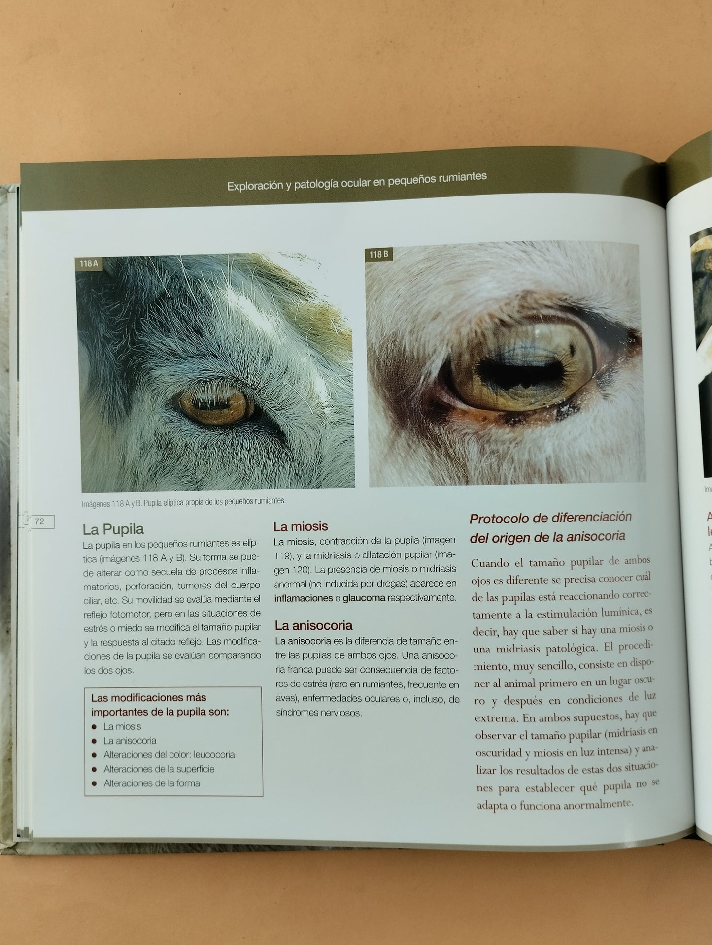 Exploración y patología ocular en pequeños rumiantes