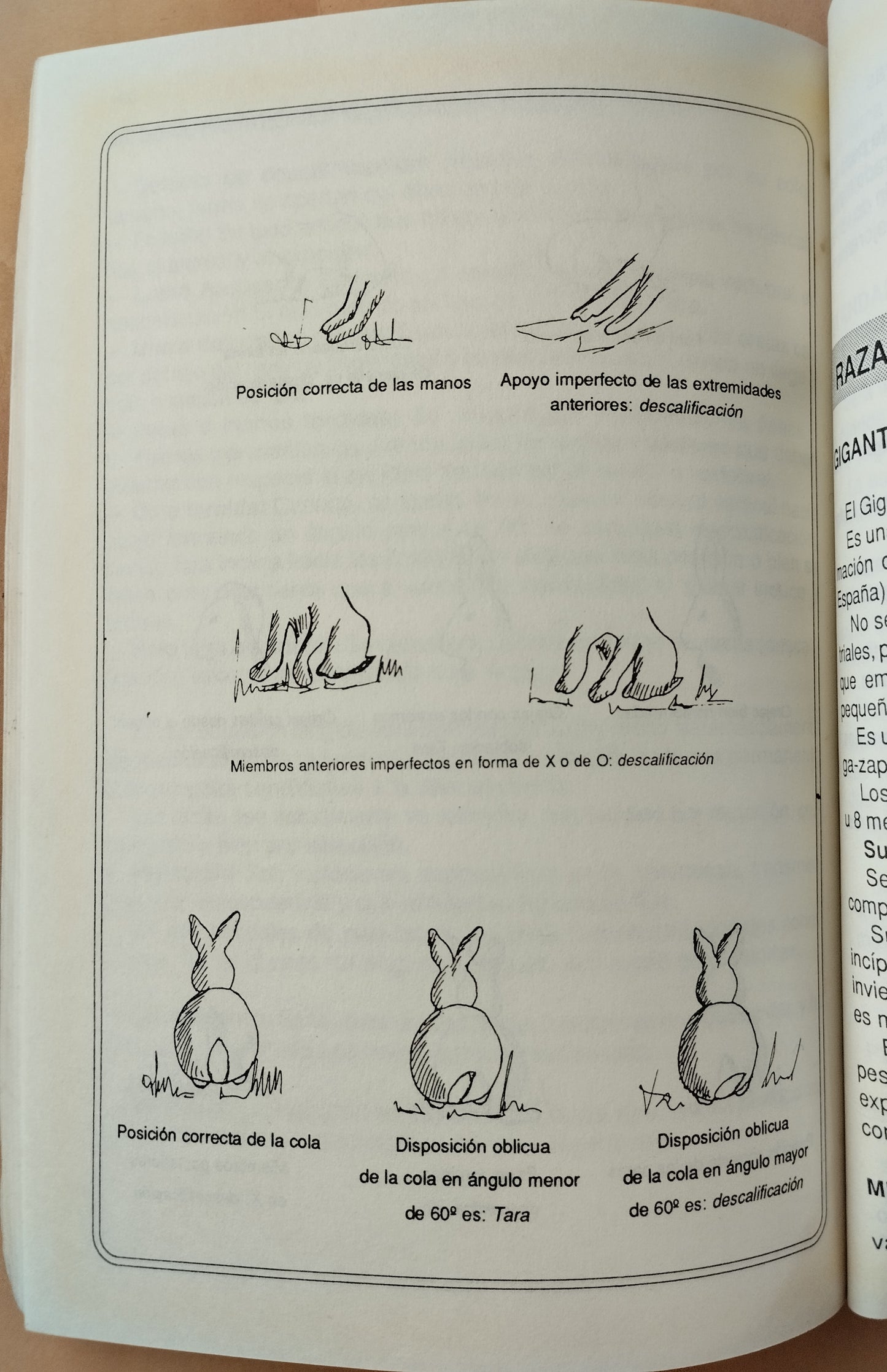 Manual de cunicultura