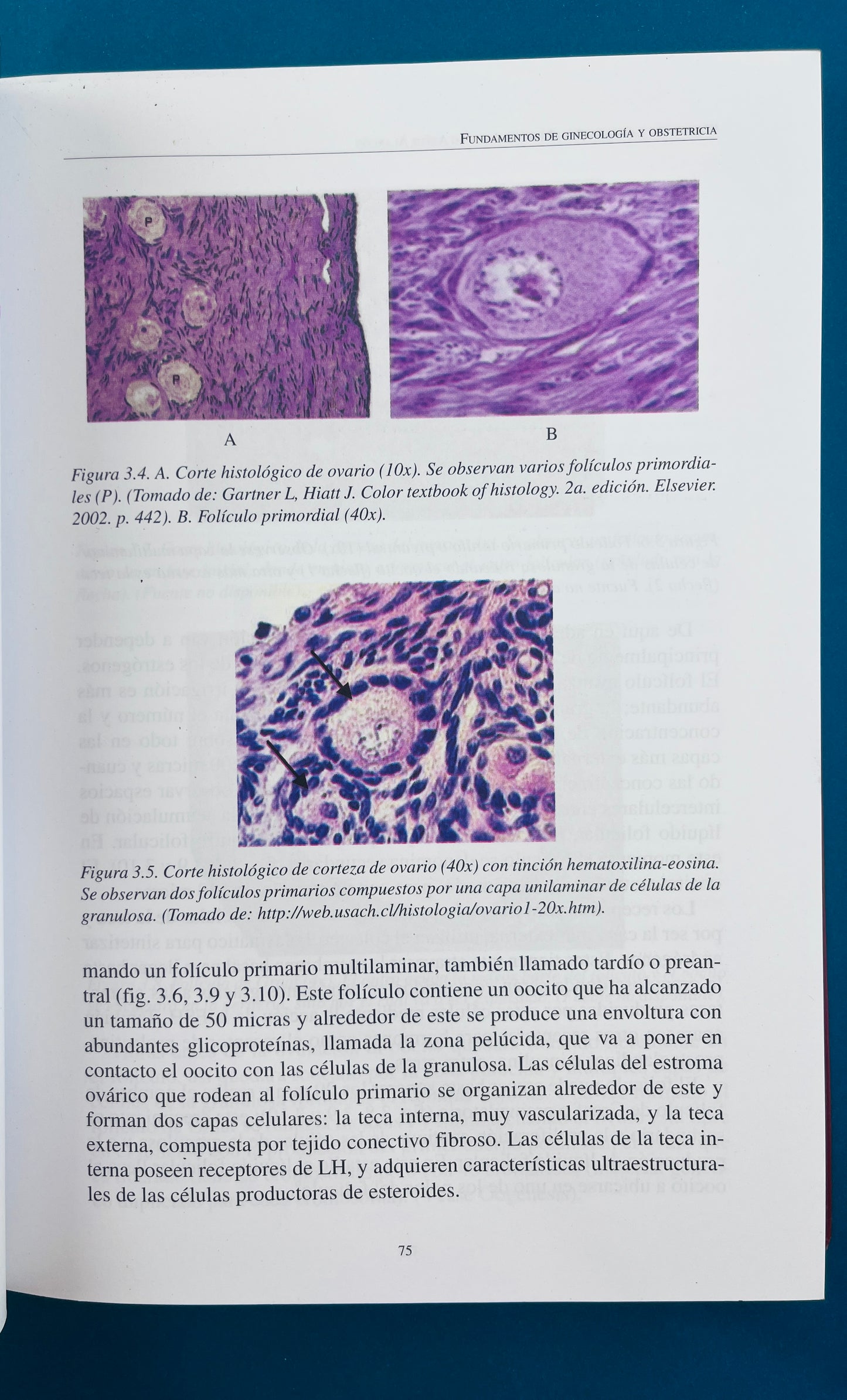 Fundamentos de ginecología y obstetricia