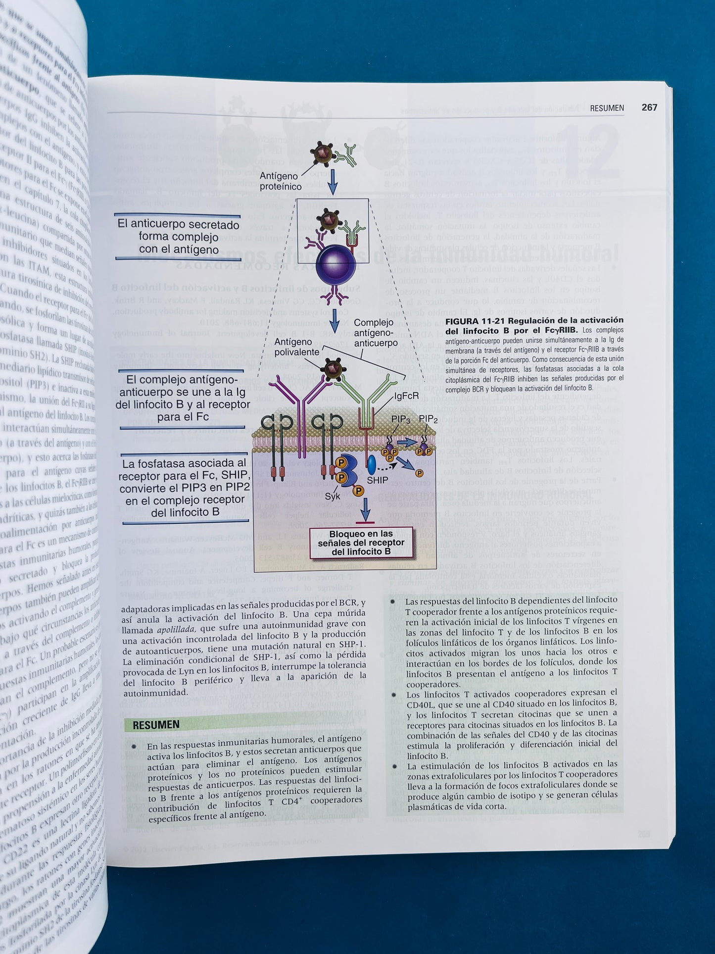 Inmunología celular y molecular séptima edición