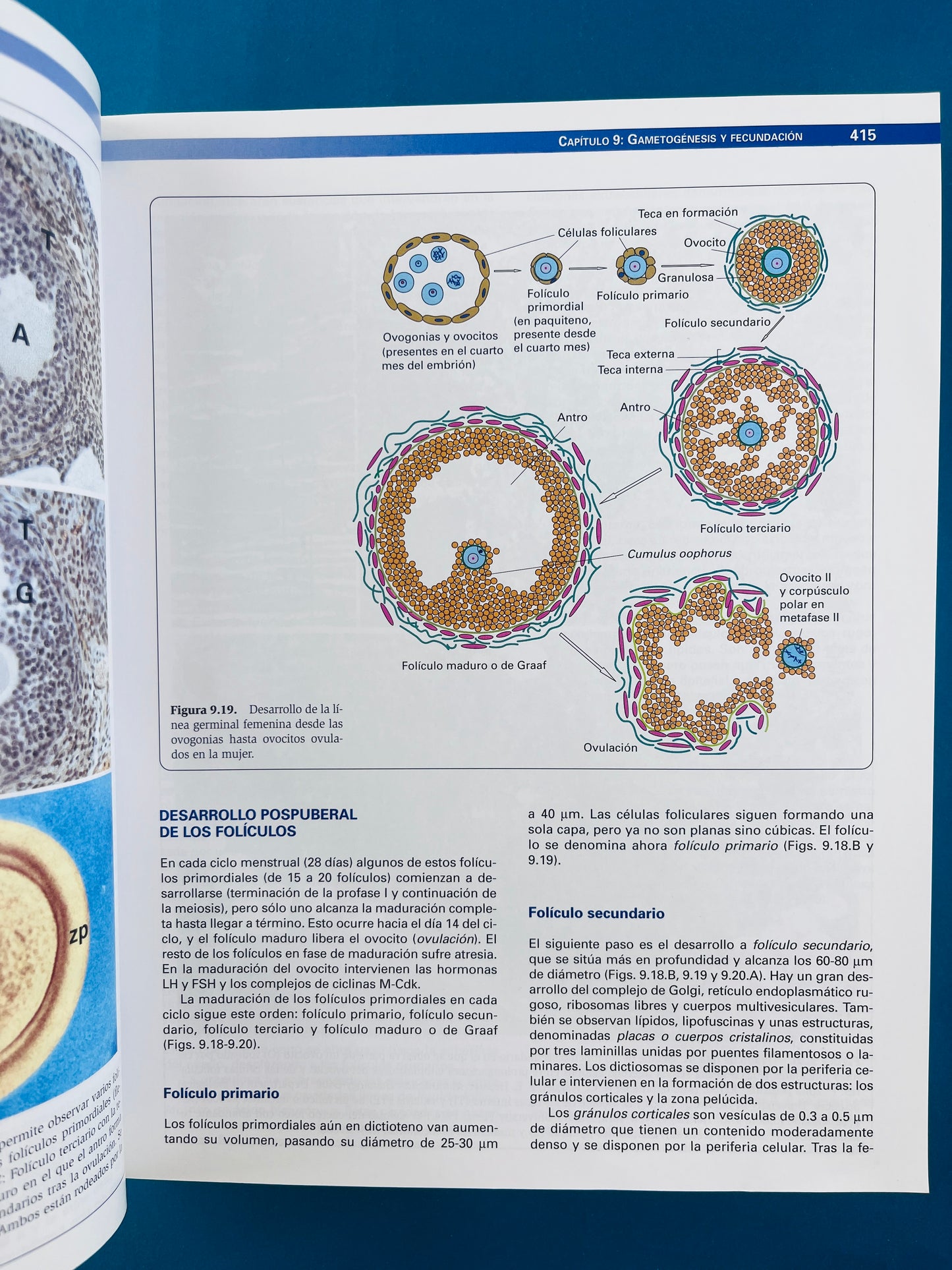 Citología e Histología Vegetal y Animal cuarta edición 2 tomos