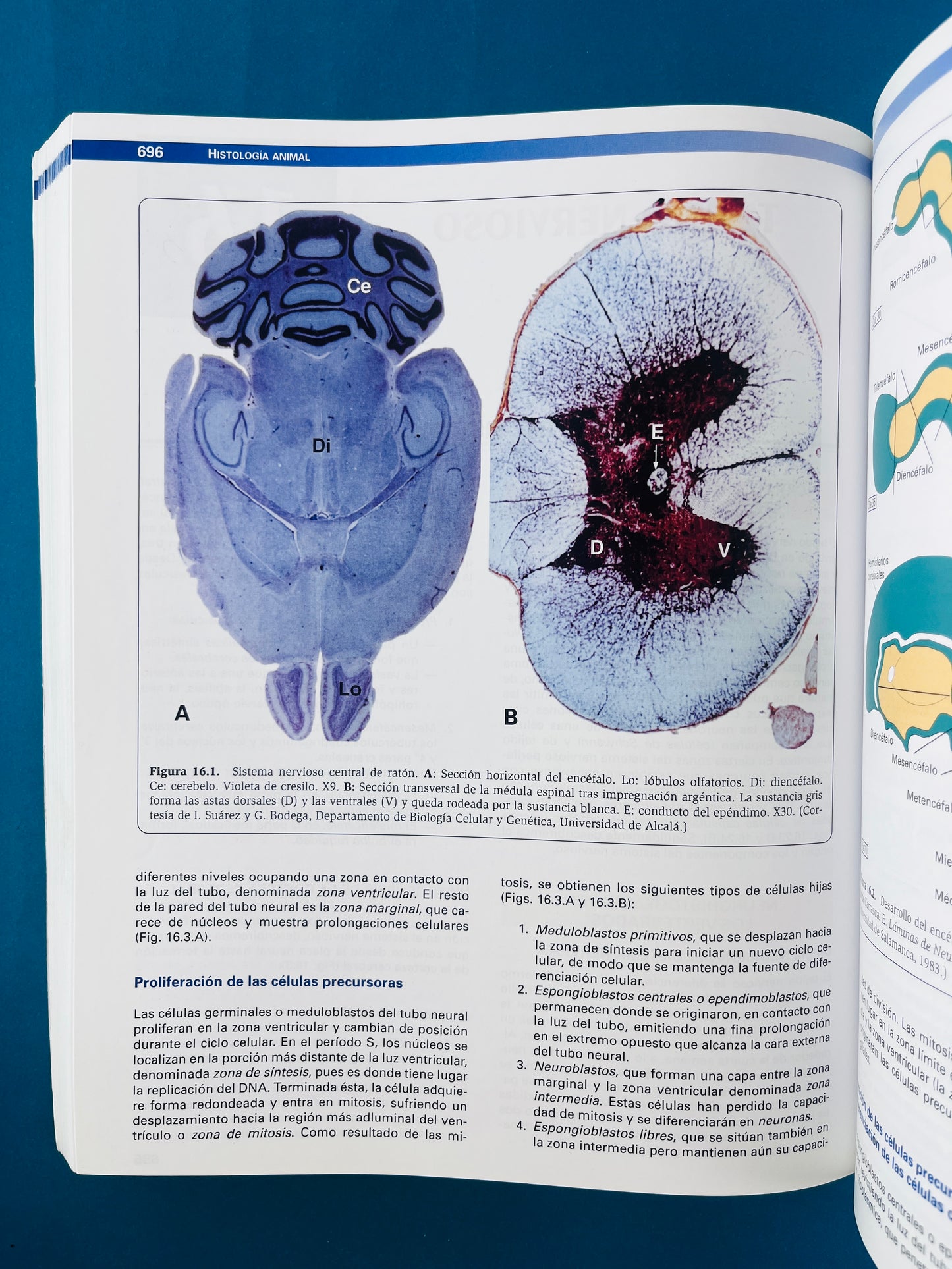 Citología e Histología Vegetal y Animal cuarta edición 2 tomos