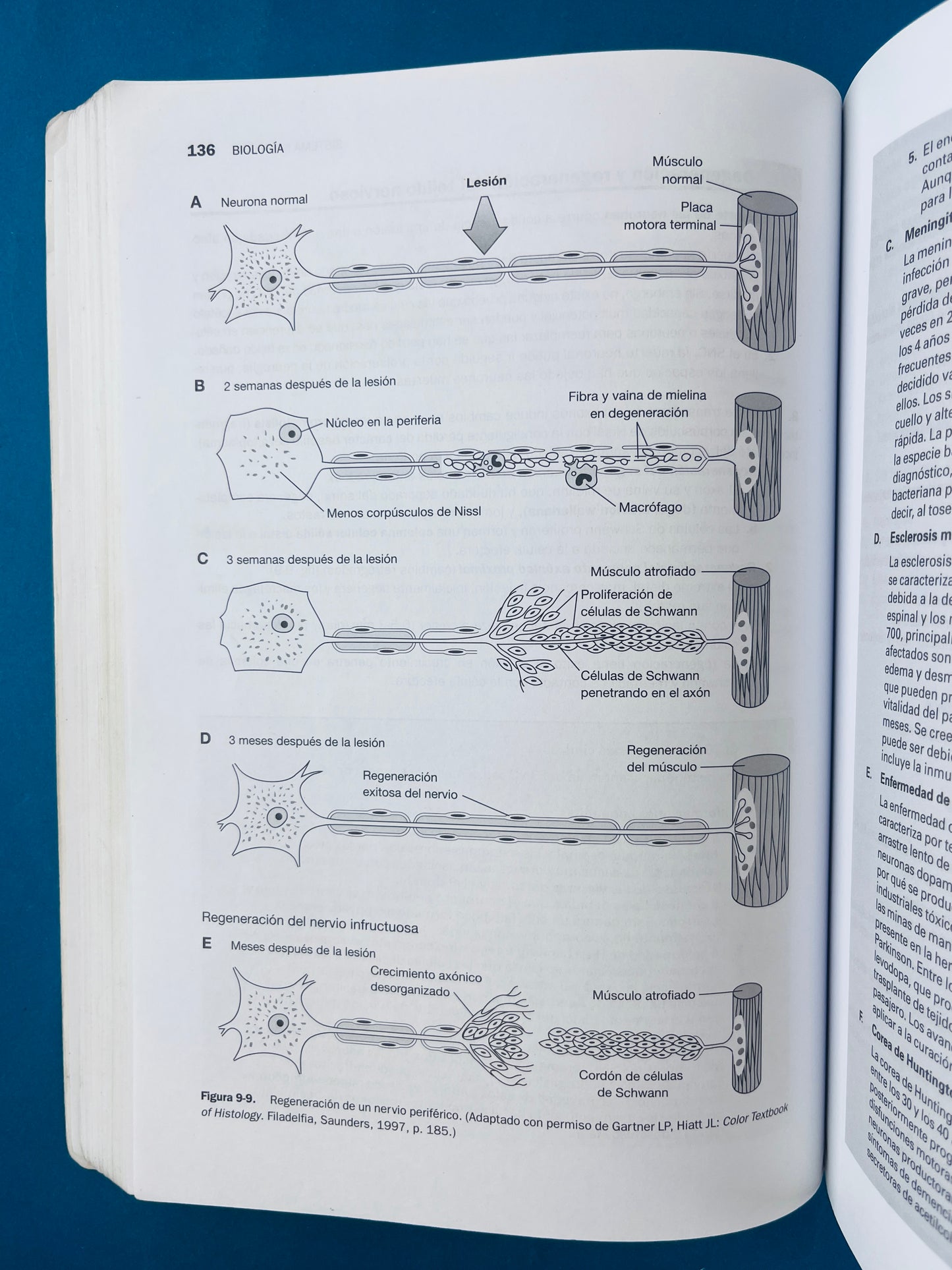 Temas clave biología Celuiar E Histología quinta edición