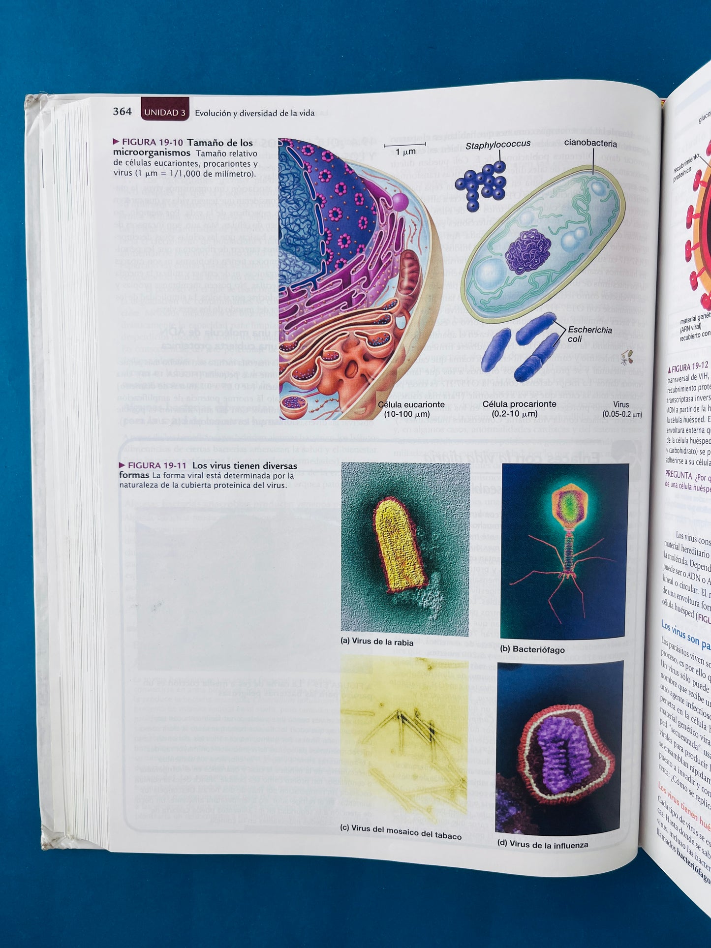 Biología la vida en la tierra con fisiología novena edición