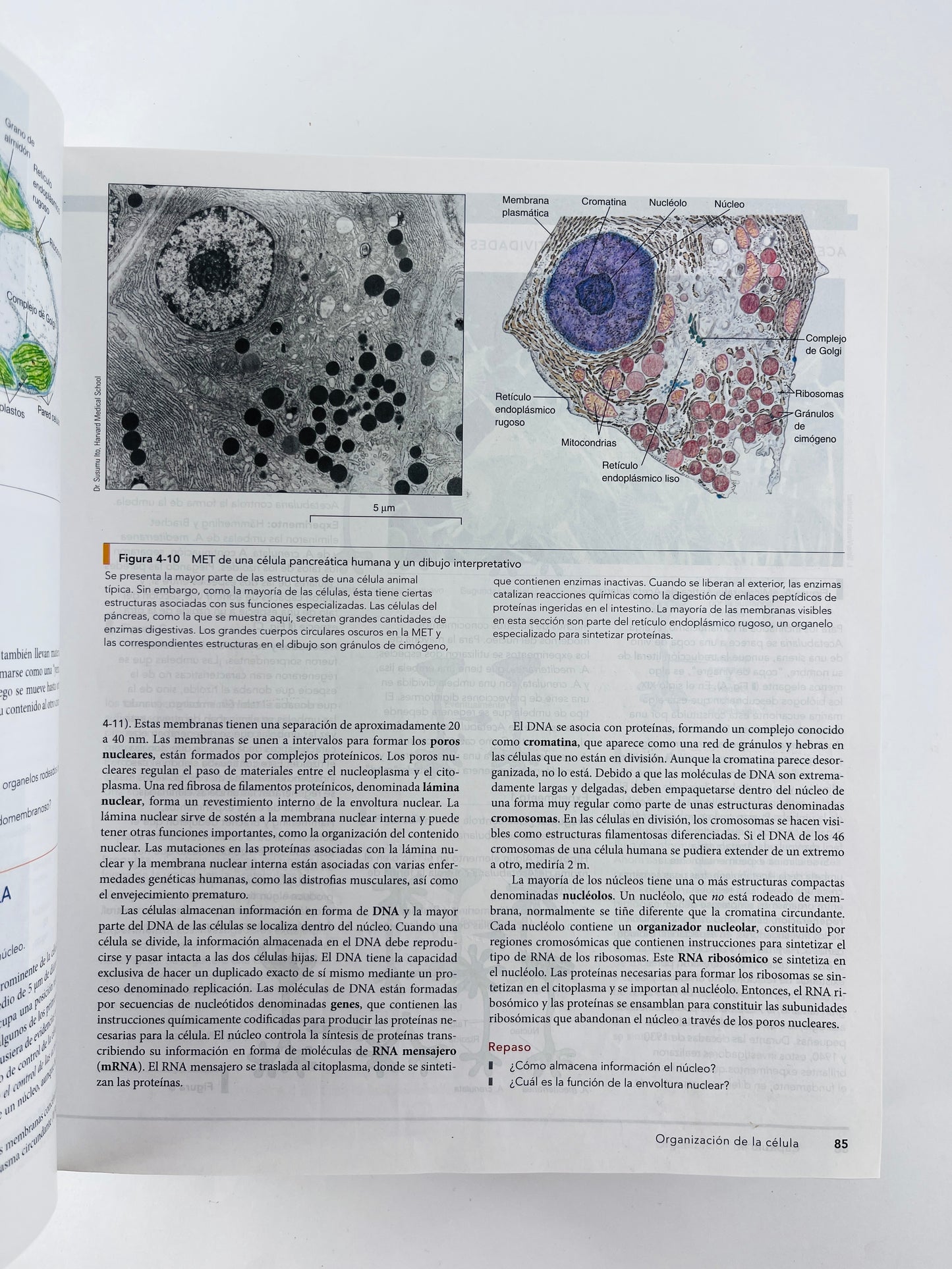 Biologia octava edicíón
