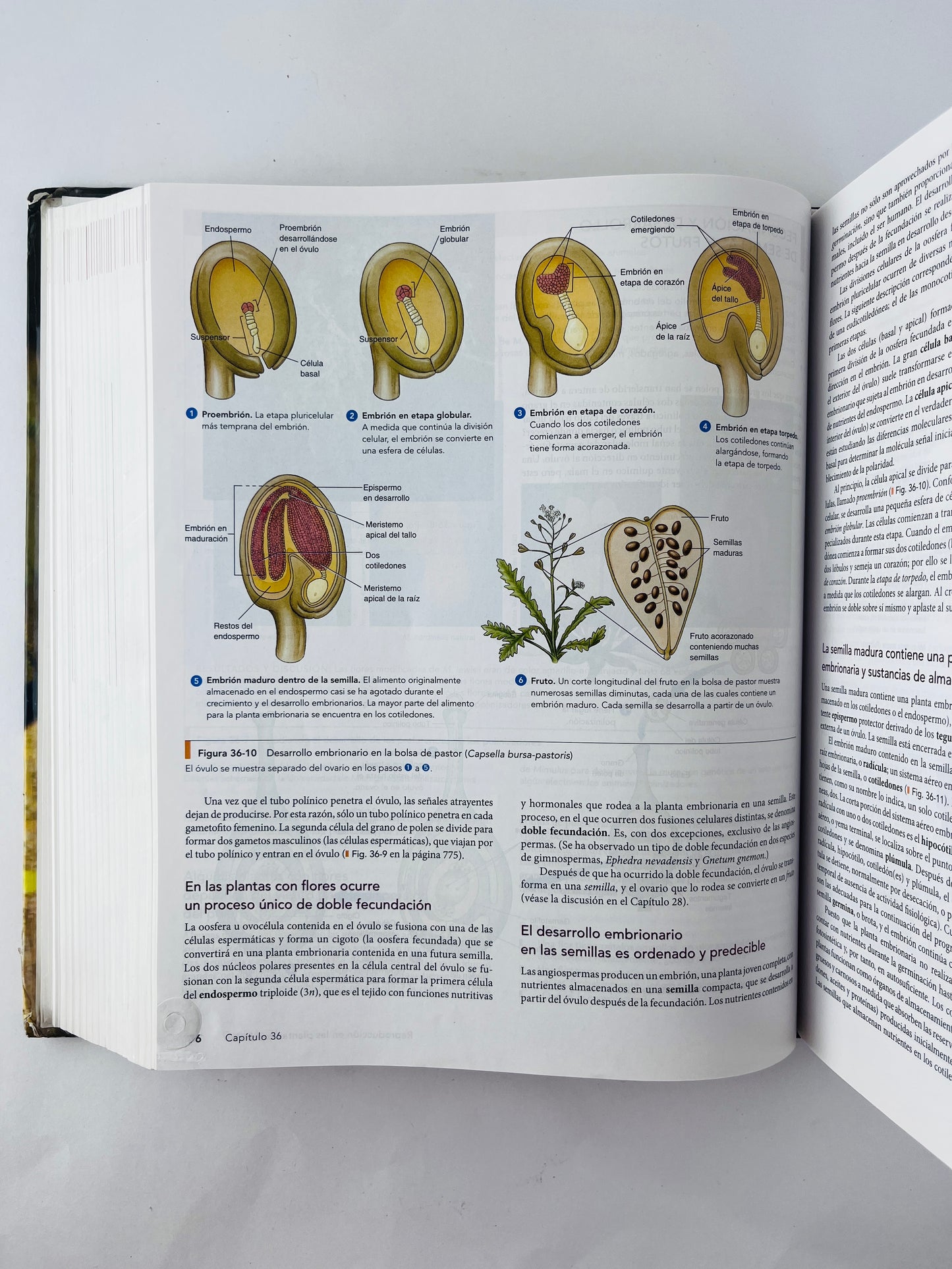 Biologia octava edicíón