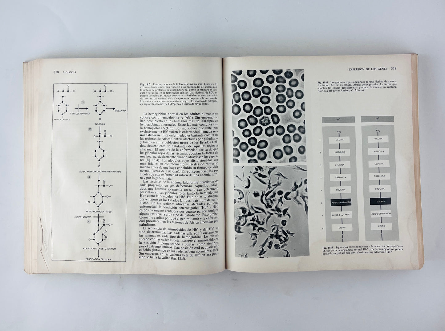 Biología cuarta edición