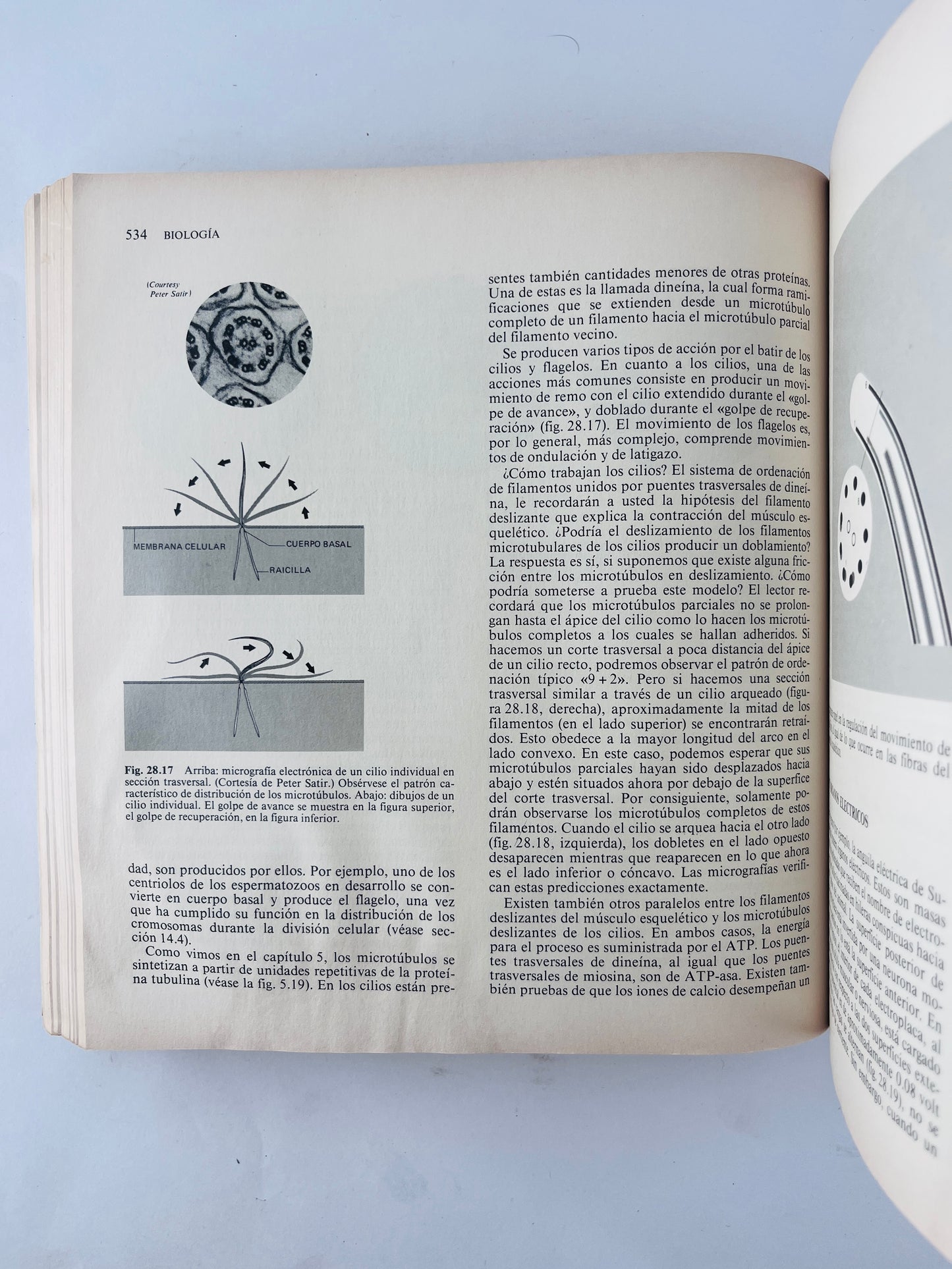 Biología cuarta edición