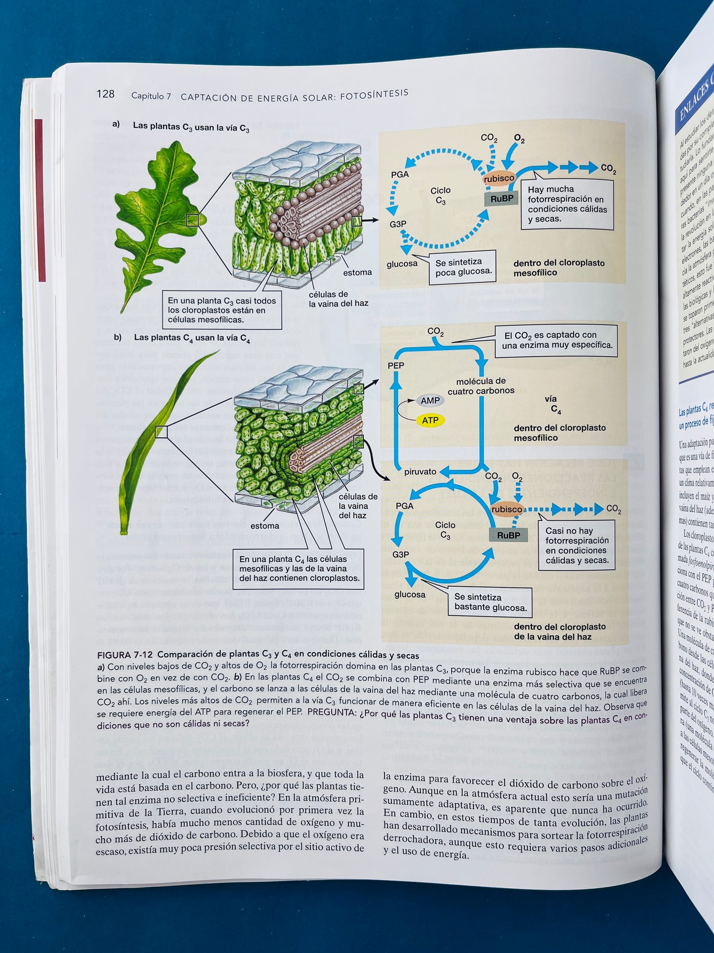 Biología ciencia y naturaleza segunda edición