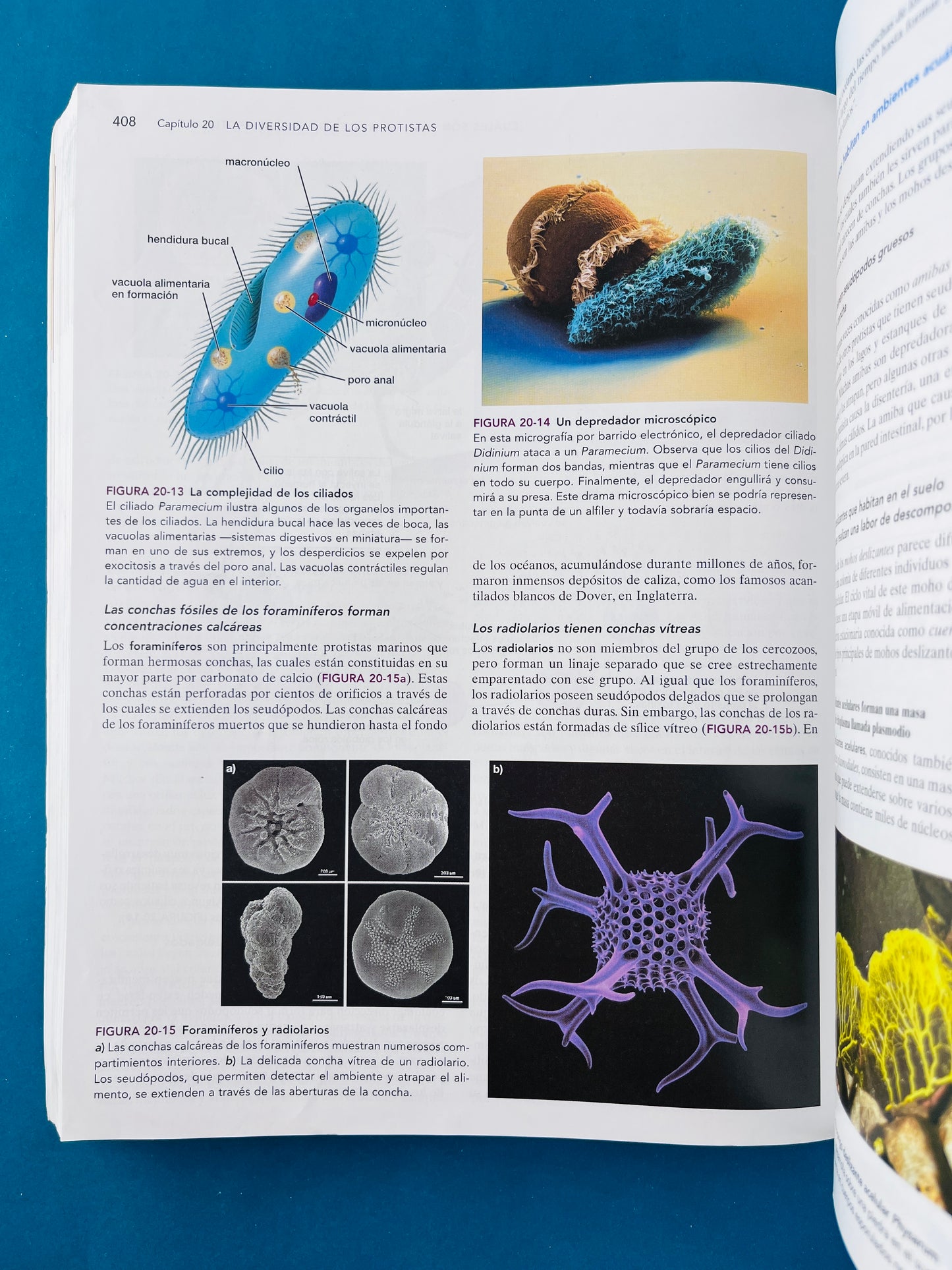 Biología ciencia y naturaleza segunda edición