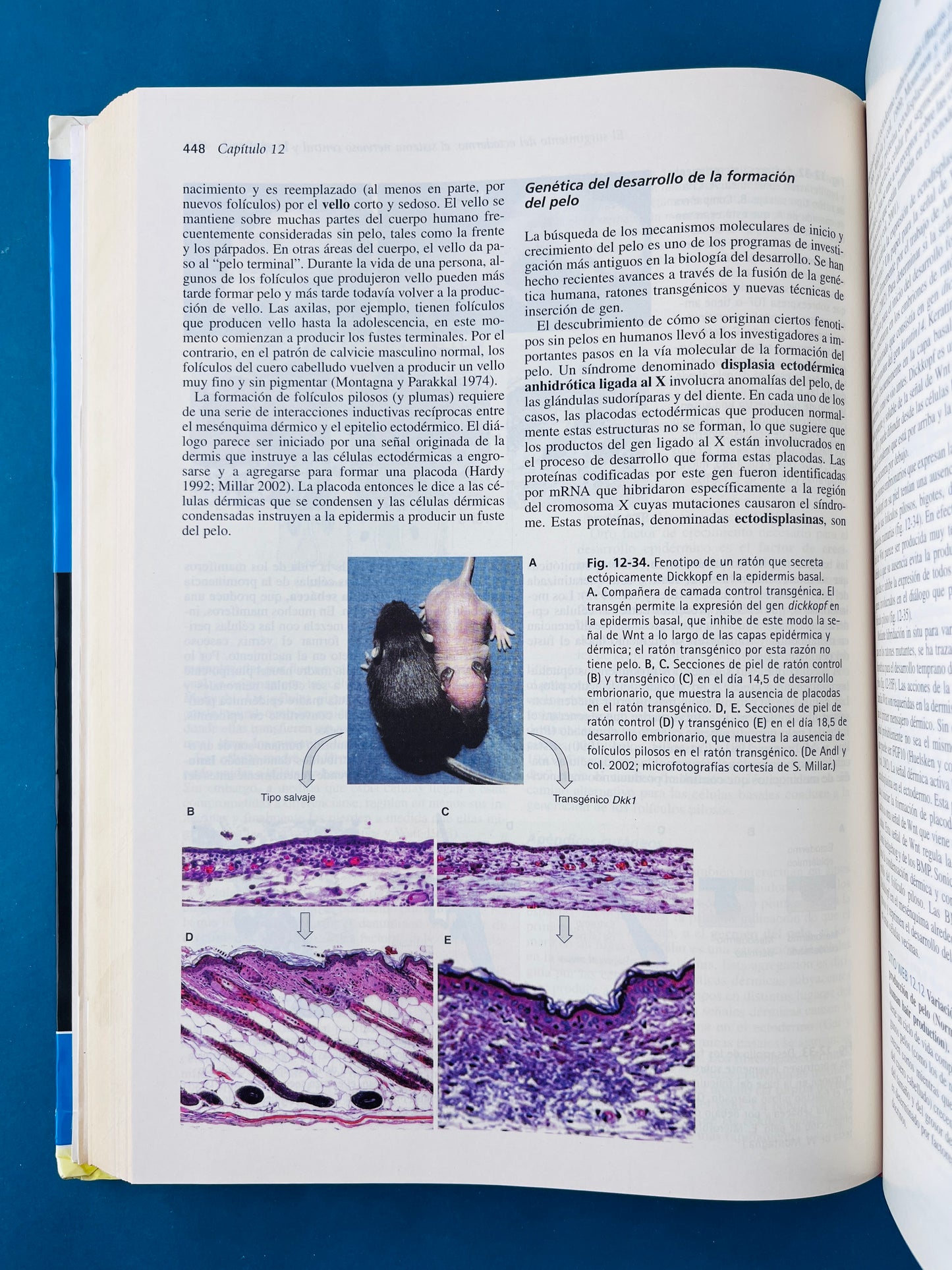 Biología del desarrollo séptima edición