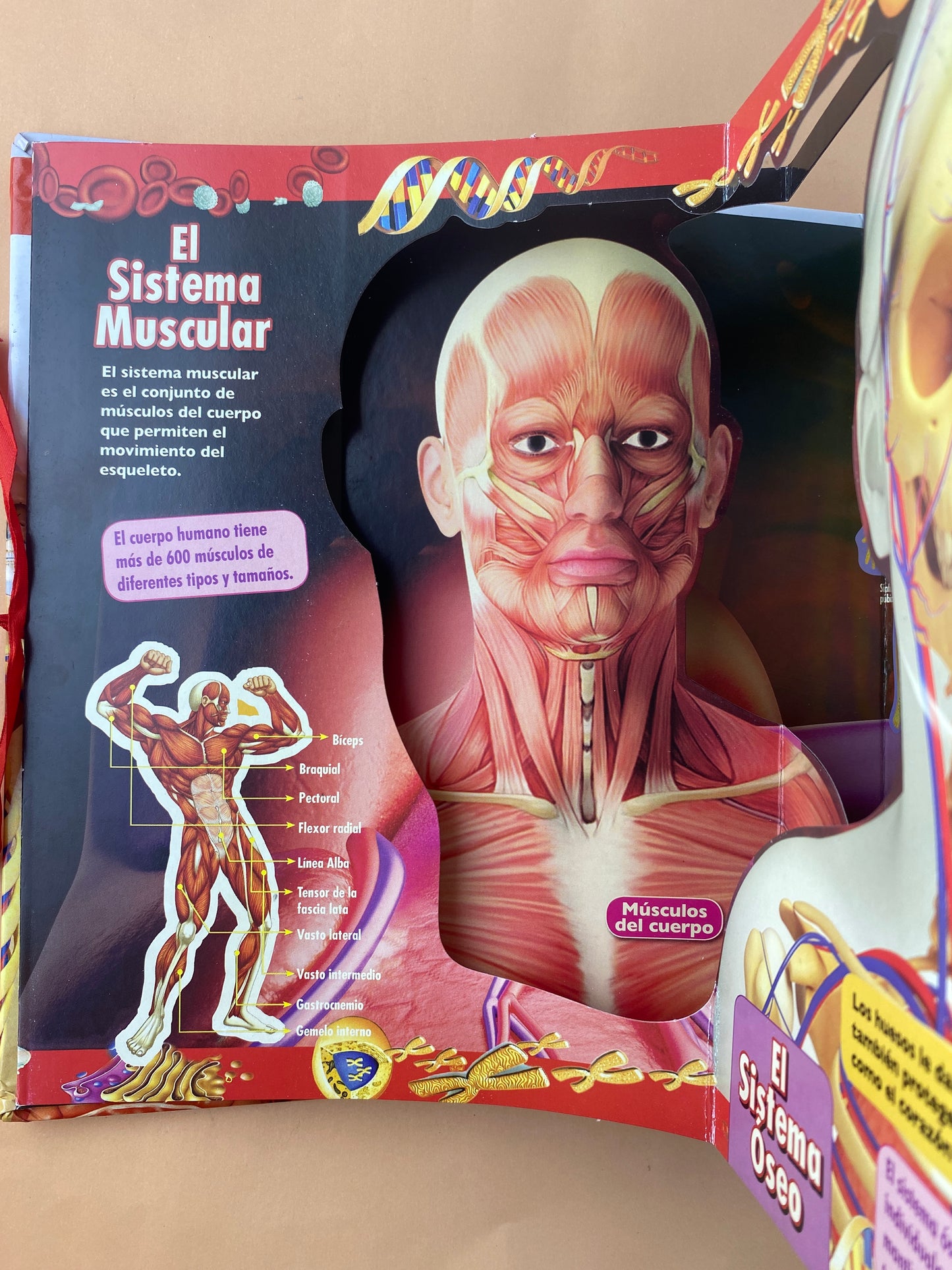 El cuerpo humano en 3D
