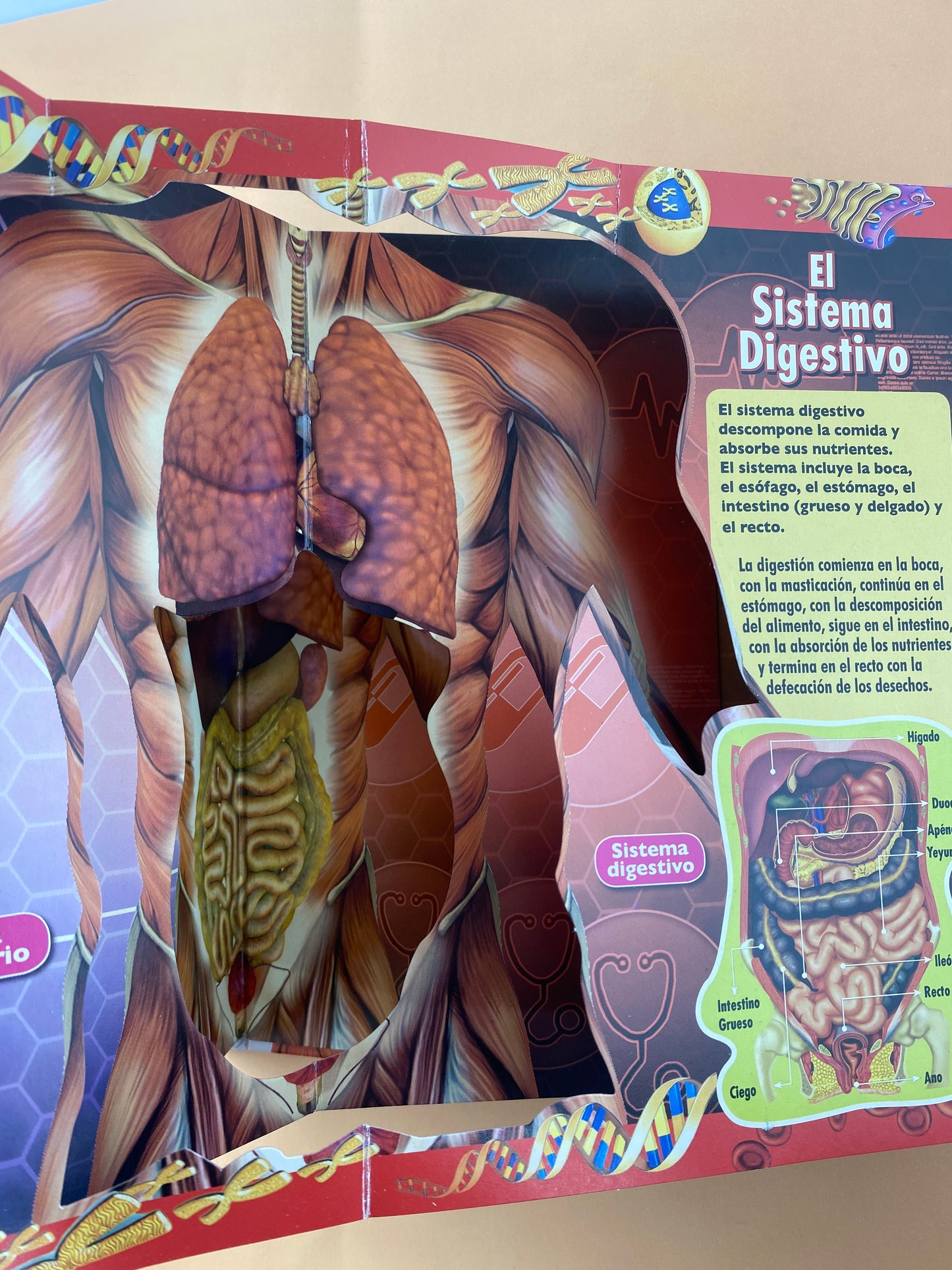 El cuerpo humano en 3D