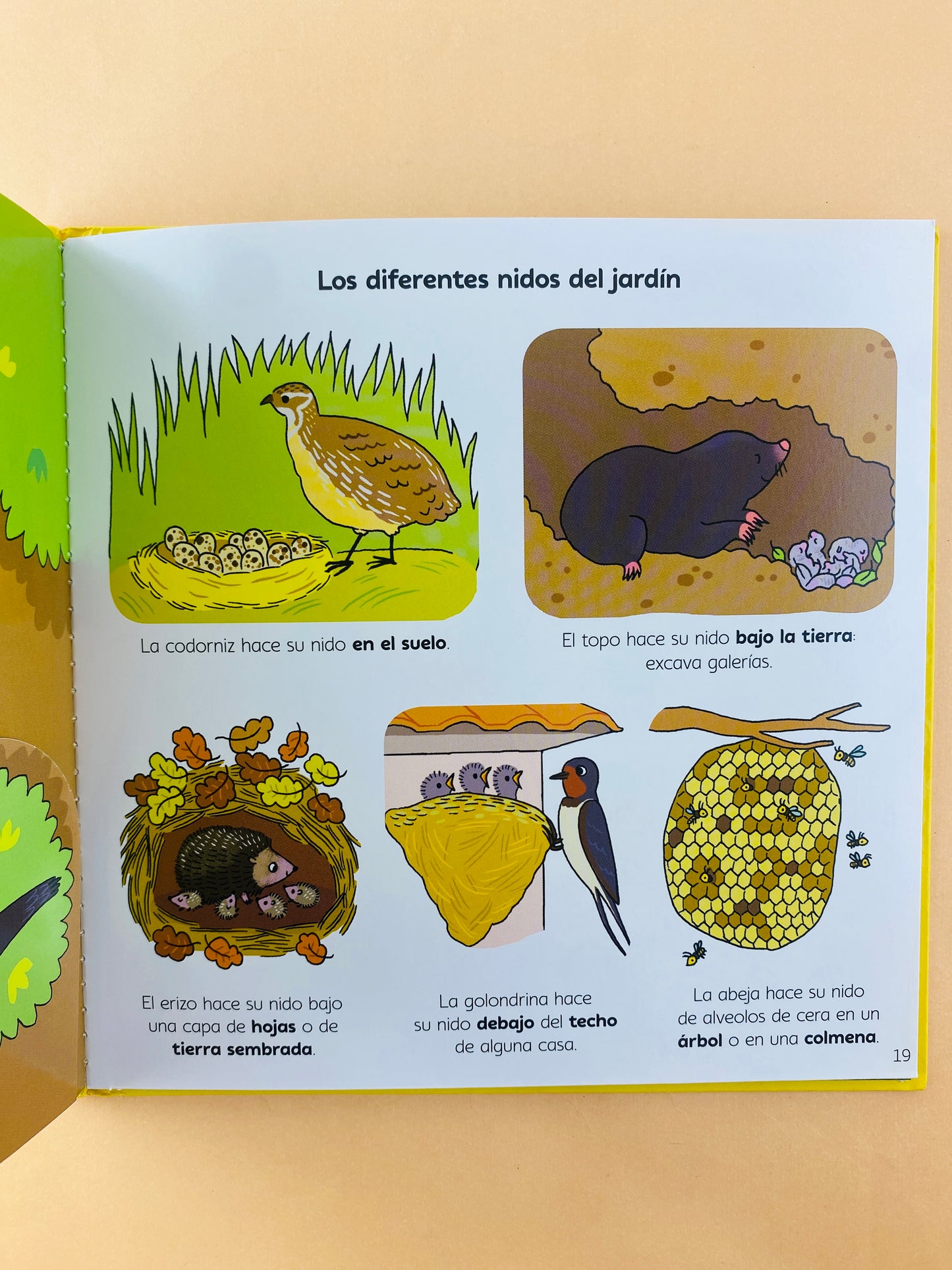 ¿Por qué los caracoles no tiene patas? y muchas otras preguntas sobre el jardín