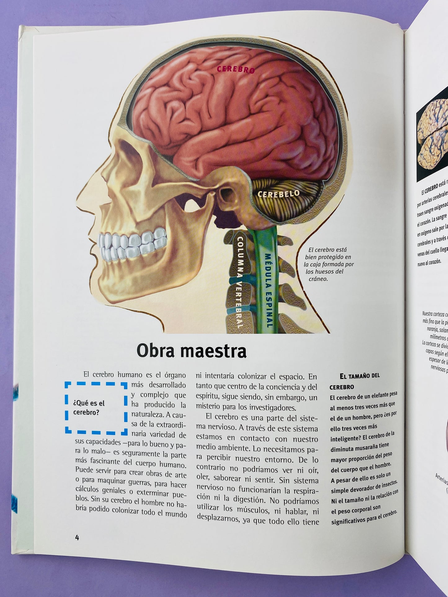 El cerebro