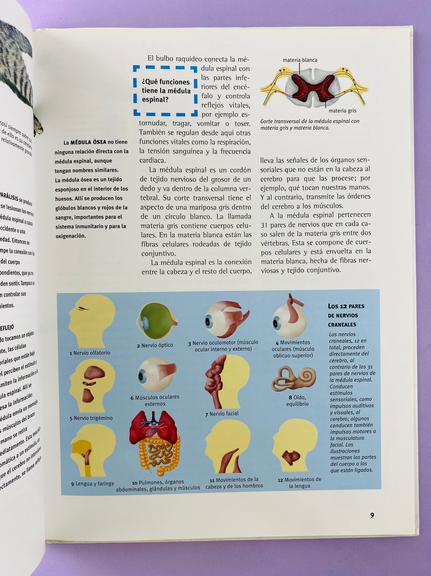 El cerebro