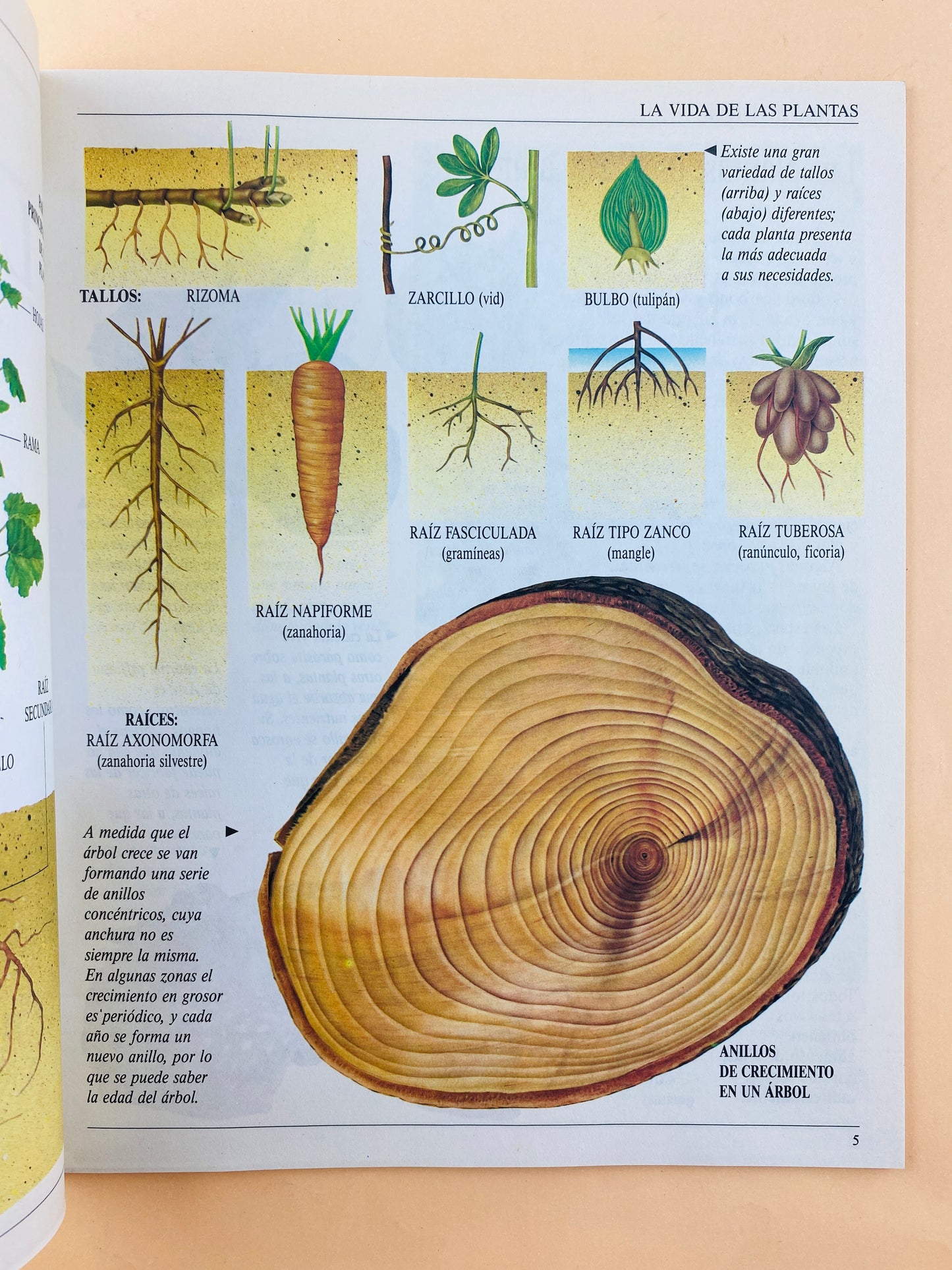 La vida de las plantas
