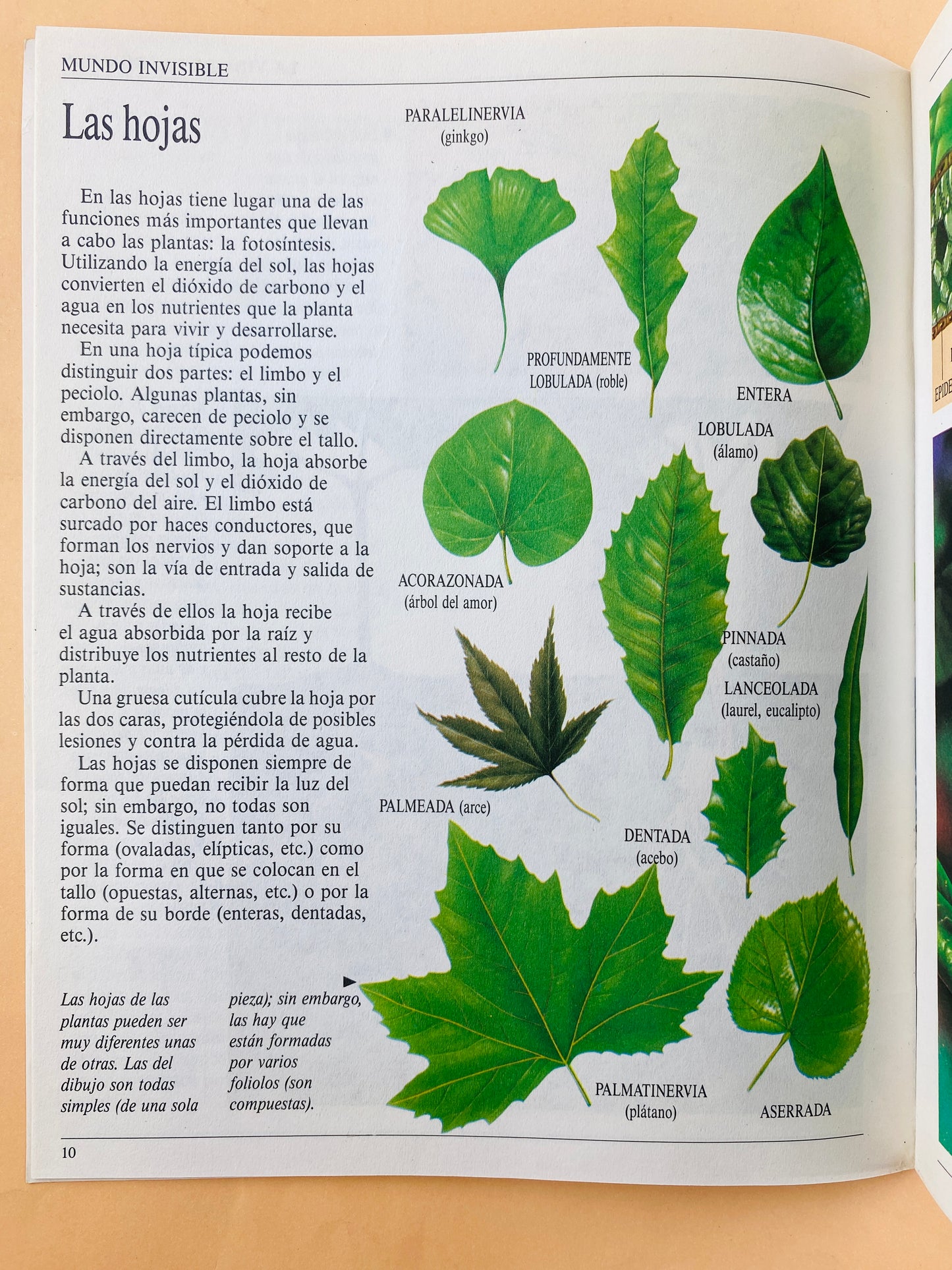 La vida de las plantas