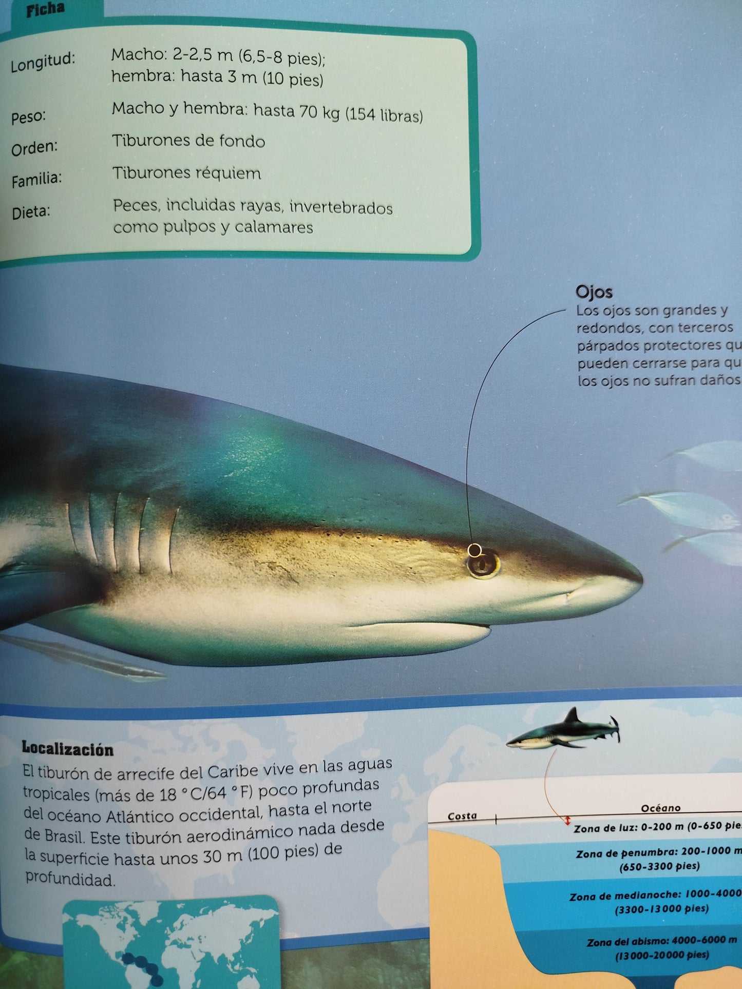 Tiburones conoce de cerca los depredadores marinos mas tímidos by Parragon Books