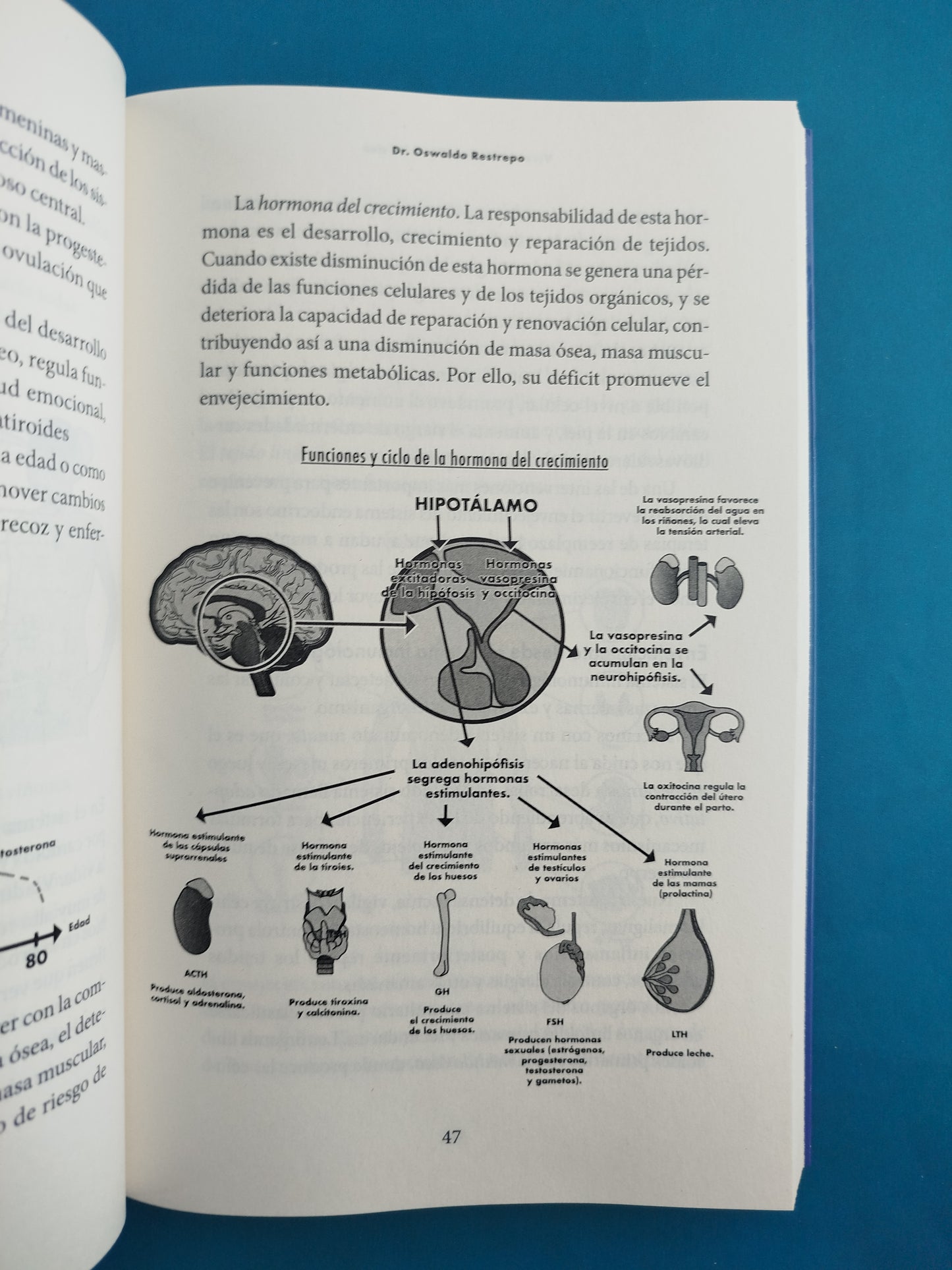 Vive al 100 más allá de los cien