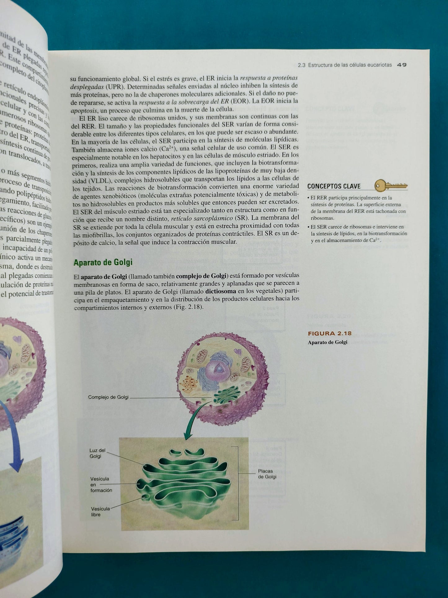Bioquímica las bases moleculares de la vida cuarta edición