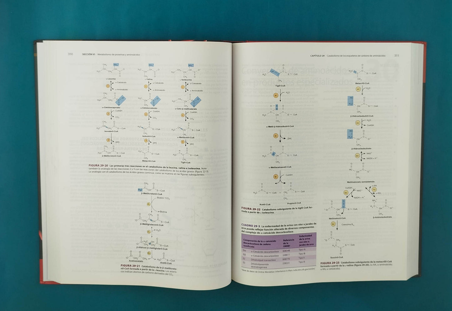 Harper bioquímica ilustrada 30a edición