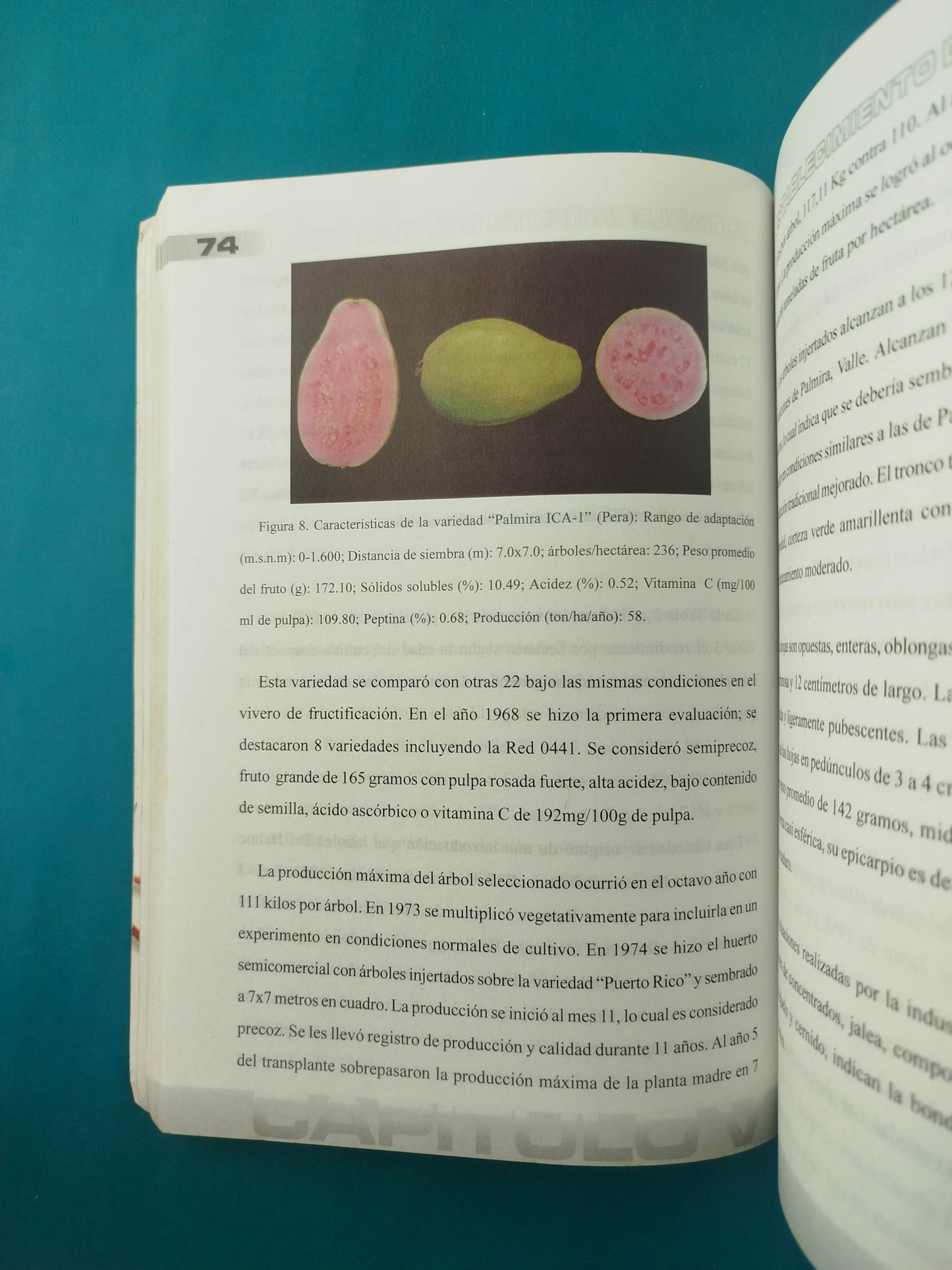 El manual sobre el cultivo del guayabo en Colombia