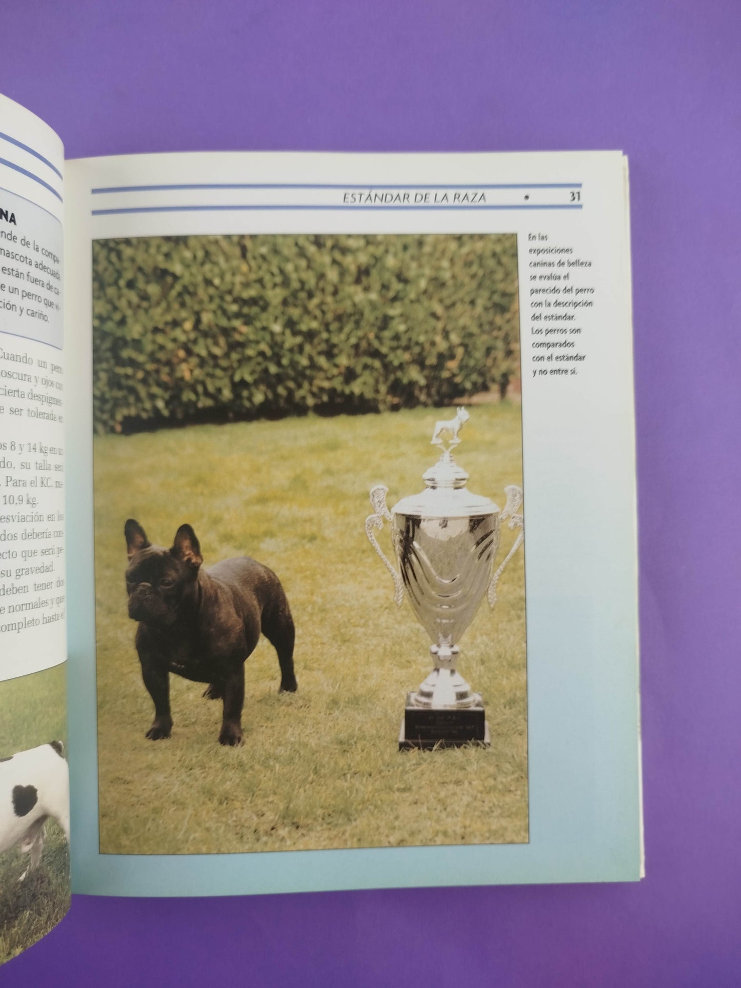 Bulldog francés